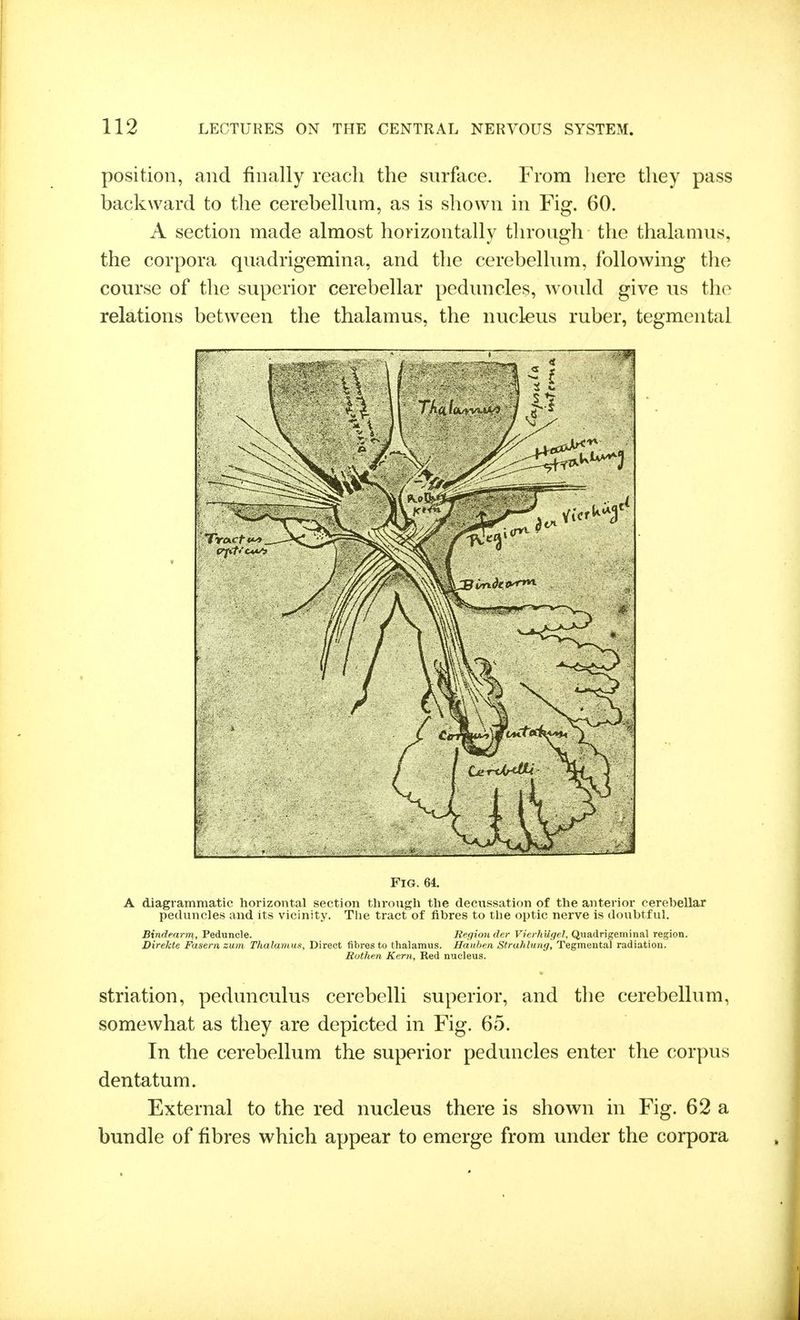 position, and finally reach the surface. From here they pass backward to the cerebellum, as is shown in Fig. 60. A section made almost horizontally through the thalamus, the corpora quadrigemina, and the cerebellum, following the course of the superior cerebellar peduncles, would give us the relations between the thalamus, the nucleus ruber, tegmental Fig. 61 A diagrammatic horizontal section through the decussation of the anterior cerebellar peduncles and its vicinity. The tract of fibres to the optic nerve is doubtful. Bindearm, Peduncle. Region der Vierhugel, Quadrigeininal region. Direkte Fasern zutn Thalamus, Direct fibres to thalamus. Hauhen Struhlung, Tegmental radiation. Rothen Kern, Red nucleus. striation, pedunculus cerebelli superior, and the cerebellum, somewhat as they are depicted in Fig. 65. In the cerebellum the superior peduncles enter the corpus dentatum. External to the red nucleus there is shown in Fig. 62 a bundle of fibres which appear to emerge from under the corpora