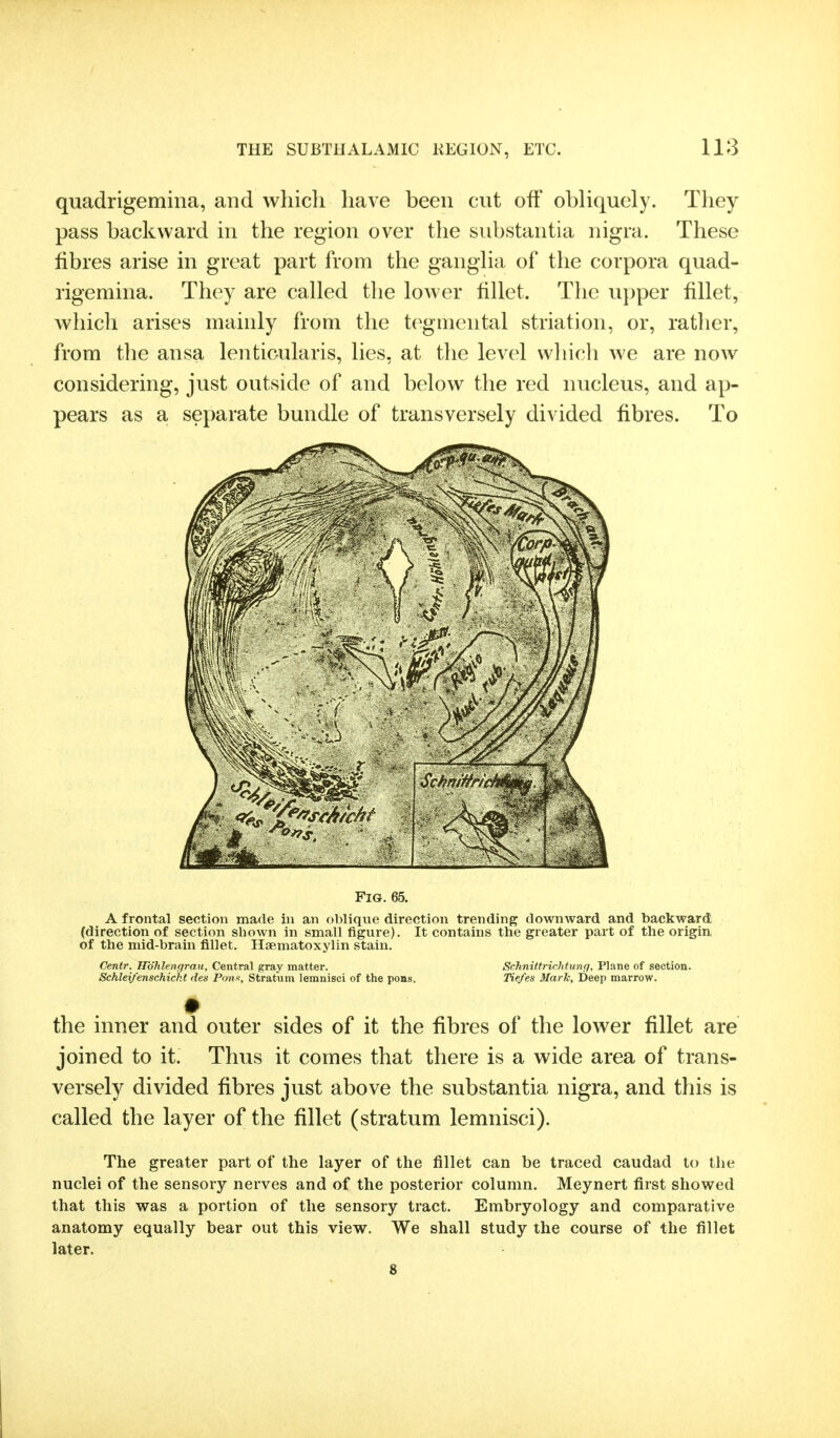 quadrigemina, and which have been cut off obliquely. They pass backward in the region over the substantia nigra. These fibres arise in great part from the ganglia of the corpora quad- rigemina. They are called the lower fillet. The upper fillet, which arises mainly from the tegmental striatioii, or, rather, from the ansa lenticularis, lies, at the level which we are now considering, just outside of and below the red nucleus, and ap- pears as a separate bundle of transversely divided fibres. To Fig. 65. A frontal section made in an oblique direction trending downward and backward (direction of section shown in small figure). It contains the greater part of the origin, of the mid-brain fillet. Haematoxylin stain. Centr. Hohlenqrau, Central gray matter. Schnittrichtunq, Plane of section. Schlei/enschickt des Pan, Stratum lemnisci of the poos. Tiefes Mark, Deep marrow. the inner and outer sides of it the fibres of the lower fillet are joined to it. Thus it comes that there is a wide area of trans- versely divided fibres just above the substantia nigra, and this is called the layer of the fillet (stratum lemnisci). The greater part of the layer of the fillet can be traced caudad to the nuclei of the sensory nerves and of the posterior column. Meynert first showed that this was a portion of the sensory tract. Embryology and comparative anatomy equally bear out this view. We shall study the course of the fillet later. 8