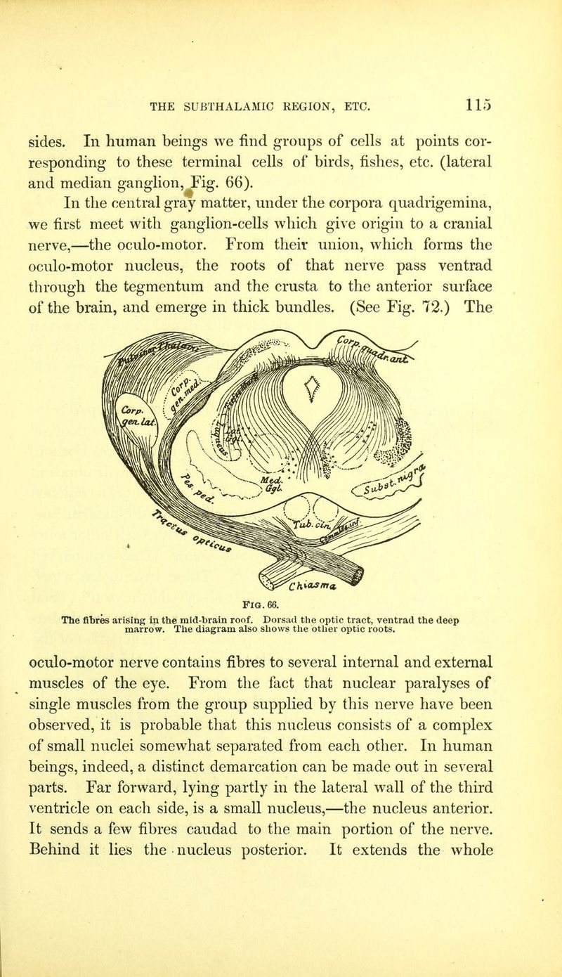 sides. In human beings we find groups of cells at points cor- responding to these terminal cells of birds, fishes, etc. (lateral and median ganglion, Fig. 66). In the central gray matter, under the corpora quadrigemina, we first meet with ganglion-cells which give origin to a cranial nerve,—the oculo-motor. From their union, which forms the oculo-motor nucleus, the roots of that nerve pass ventrad through the tegmentum and the crusta to the anterior surface of the brain, and emerge in thick bundles. (See Fig. 72.) The Fig. 66. The fibres arising in the mid-brain roof. Dorsad the optic tract, ventrad the deep marrow. Tlie diagram also shows the other optic roots. oculo-motor nerve contains fibres to several internal and external muscles of the eye. From the fact that nuclear paralyses of single muscles from the group supplied by this nerve have been observed, it is probable that this nucleus consists of a complex of small nuclei somewhat separated from each other. In human beings, indeed, a distinct demarcation can be made out in several parts. Far forward, lying partly in the lateral wall of the third ventricle on each side, is a small nucleus,—the nucleus anterior. It sends a few fibres caudad to the main portion of the nerve. Behind it lies the nucleus posterior. It extends the whole