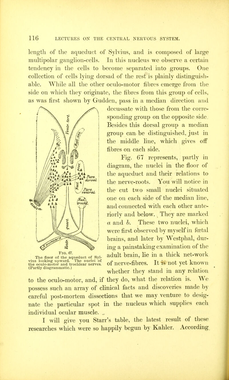 length of the aqueduct of Sylvius, and is composed of large multipolar ganglion-cells. In this nucleus we observe a certain tendency in the cells to become separated into groups. One collection of cells lying dorsad of the rest is plainly distinguish- able. While all the other oculo-motor fibres emerge from the side on which they originate, the fibres from this group of cells, as was first shown by Gudden, pass in a median direction and to the oculo-motor, and, if they do, what the relation is. We possess such an array of clinical facts and discoveries made by careful post-mortem dissections that we may venture to desig- nate the particular spot in the nucleus which supplies each individual ocular muscle. . I will give you Starr's table, the latest result of tliese researches which were so happily begun by Kahler. According. decussate wdth those from the corre- sponding group on the opposite side. Besides this dorsal group a median group can be distinguished, just in the middle line, which gives off fibres on each side. The floor of the aqueduct of Syl- vius looking upward. The nuclei of the oculo-motor and trochlear nerves. (Partly diagrammatic.) Fig. 67. Fig. 67 represents, partly in diagram, the nuclei in the floor of the aqueduct and their relations to the nerve-roots. You will notice in the cut two small nuclei situated one on each side of the median line, and connected with each other ante- riorly and below. They are marked a and h. These two nuclei, which were first observed by myself in foetal brains, and later by Westphal, dur- ing a painstaking examination of the adult brain, lie in a thick net-work of nerve-fibres. It is not yet known whether they stand in any relation