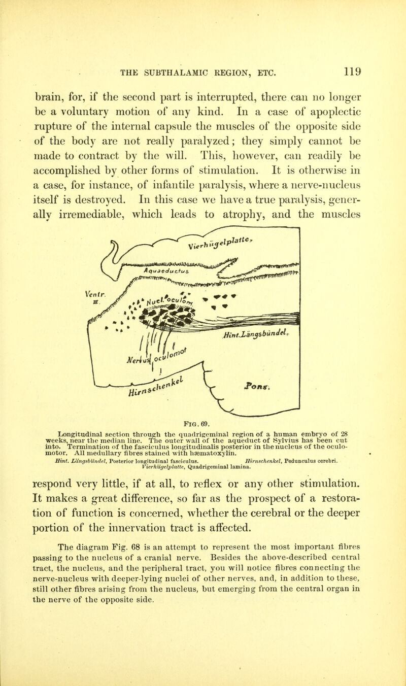 brain, for, if the second part is interrupted, there can no longer be a voluntary motion of any kind. In a case of apoplectic rupture of the internal capsule the muscles of the opposite side of the body are not really paralyzed; they simply cannot be made to contract by the will. This, however, can readily be accomplished by other forms of stimulation. It is otherwise in a case, for instance, of infantile paralysis, where a nerve-nucleus itself is destroyed. In this case we have a true paralysis, gener- ally irremediable, which leads to atrophy, and the muscles Fig. 69. Longitudinal section through the quadrigeminal region of a human embryo of 28 weeks, near the median line. The outer wail of the aqueduct of Sylvius has been cut into. Termination of the fasciculus longitudinalis posterior in the nucleus of the oculo- motor. All medullary fibres stained with hajmatoxylin. Hint. LungsbUndel, Posterior longitudinal fasciculus. Hirnschenhel, Pedunculus cerebri. Vierhiigelplatte, Quadrigeminal lamina. respond very little, if at all, to reflex or any other stimulation. It makes a great difference, so far as the prospect of a restora- tion of function is concerned, whether the cerebral or the deeper portion of the innervation tract is affected. The diagram Fig. 68 is an attempt to represent the most important fibres passing to the nucleus of a cranial nerve. Besides the above-described central tract, the nucleus, and the peripheral tract, you will notice fibres connecting the nerve-nucleus with deeper-lying nuclei of other nerves, and, in addition to these, still other fibres arising from the nucleus, but emerging from the central organ in the nerve of the opposite side.