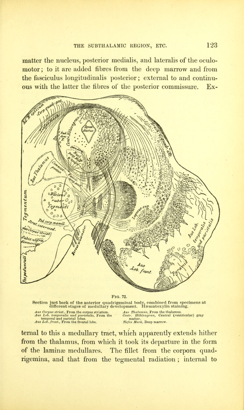 matter the nucleus, posterior medialis, and lateralis of the oculo- motor ; to it are added fibres from the deep marrow and from the fasciculus longitudinalis posterior; external to and continu- ous with the latter the fibres of the posterior commissure. Ex- FlG. 72, Section just back of the anterior quadrigeminal body, combined from specimens at different stages of medullary development. Haematoxylin staining. Aus Corpus striat.. From the corpus striatum. Aun Tlinlamus, From the thalamus. Aus L(th. temporalis nnd porietalis. From the Centr. H'dhlengrau, Central (ventricular) gray temporal and parietal lobes. matter. Aus Lub. front.. From the frontal lobe. Tlefes Mark, Deep marrow. temal to this a medullary tract, which apparently extends hither from the thalamus, from which it took its departure in the form of the laminae meduUares. The fillet from the corpora quad- rigemina, and that from the tegmental radiation ; internal to