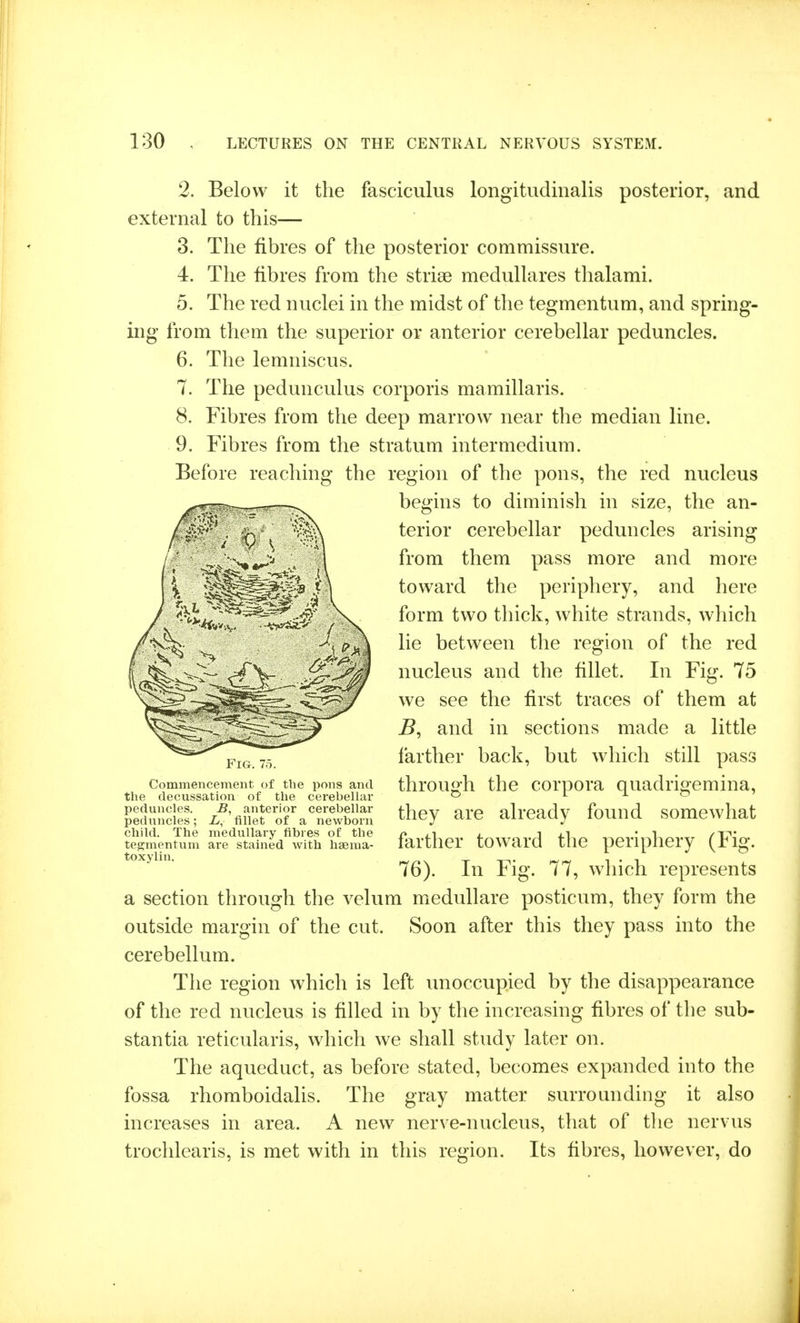 2. Below it the fasciculus longitudinalis posterior, and external to this— 3. The fibres of the posterior commissure. 4. The fibres from the strise medullares thalami. 5. The red nuclei in the midst of the tegmentum, and spring- ing from them the superior or anterior cerebellar peduncles. 6. The lemniscus. The pedunculus corporis mamillaris. Fibres from the deep marrow near the median line. Fibres from the stratum intermedium. i. 8. 9. Befor reaching the egion of the pons, the red nucleus begins to diminish in size, the an- terior cerebellar peduncles arising from them pass more and more toward the periphery, and here form two thick, white strands, which red 75 of the In Fio lie between the regio nucleus and the fillet we see the first traces of them at and in sections made a little farther back, but which still pass through the corpora quadrigemina, they are already found somewhat farther toward the periphery (Fig. 76). In Fig. 77, which represents a section tlirough the velum meduUare posticum, they form the outside margin of the cut. Soon after this they pass into the cerebellum. The region which is left imoccupied by the disappearance of the red nucleus is filled in by the increasing fibres of the sub- stantia reticularis, which we shall study later on. The aqueduct, as before stated, becomes expanded into the Fig. 7). Commencement of the pons and the decussation of the cerebellar peduncles. B, anterior cerebellar peduncles; L, fillet of a newborn child. The medullary fibres of the tegmentum are stained with hsema- toxylin. fossa rhomboidalis. The gray matter surrounding- it also increases in area. A new nerve-nucleus, that of the nervus trochlearis, is met with in this region. Its fibres, however, do