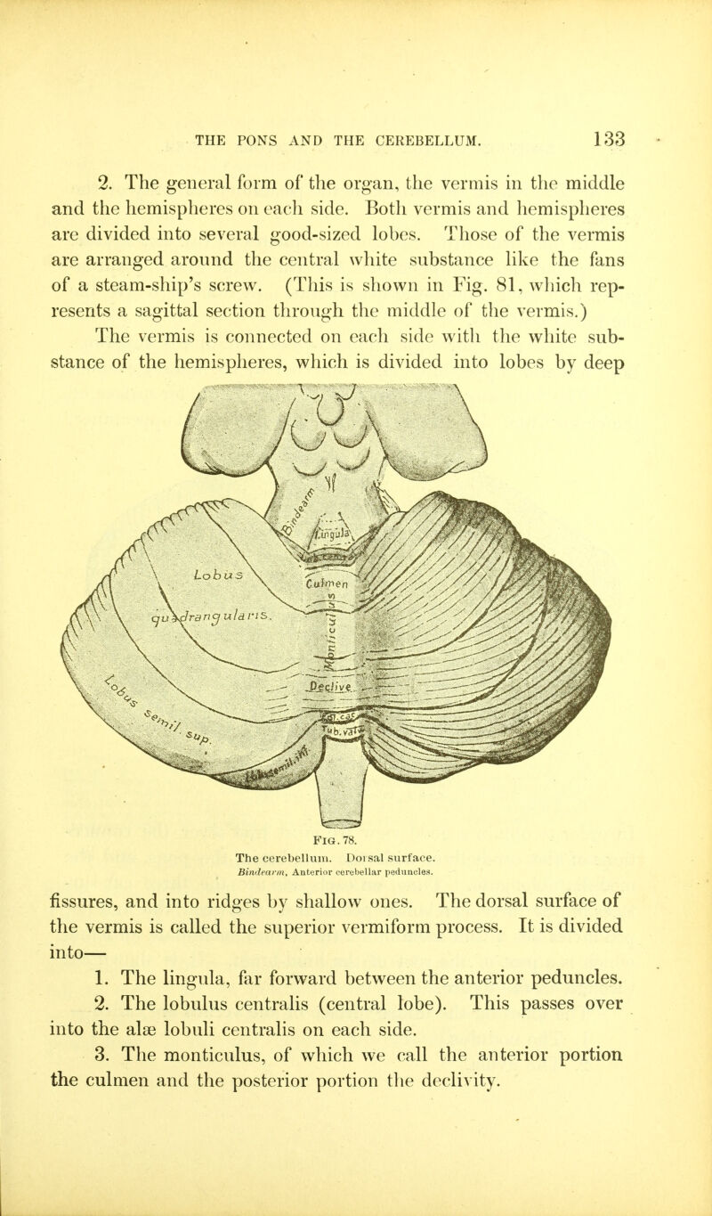 2. The general form of the organ, the vermis in the middle and the hemispheres on each side. Both vermis and hemispheres are divided into several good-sized lobes. Those of the vermis are arranged around the central white substance like the fans of a steam-ship's screw. (This is shown in Fig. 81, which rep- resents a sagittal section through the middle of the vermis.) The vermis is connected on each side with the white sub- stance of the hemispheres, wliich is divided into lobes by deep Fig. 78. The cerebellum. Dorsal surface. Bindearni, Anterior cerebellar peduncles. fissures, and into ridges by shallow ones. The dorsal surface of the vermis is called the superior vermiform process. It is divided into— 1. The lingula, far forward between the anterior peduncles. 2. The lobulus centralis (central lobe). This passes over into the ala? lobuli centralis on each side. 3. The monticulus, of which we call the anterior portion the culmen and the posterior portion tlie declivity.