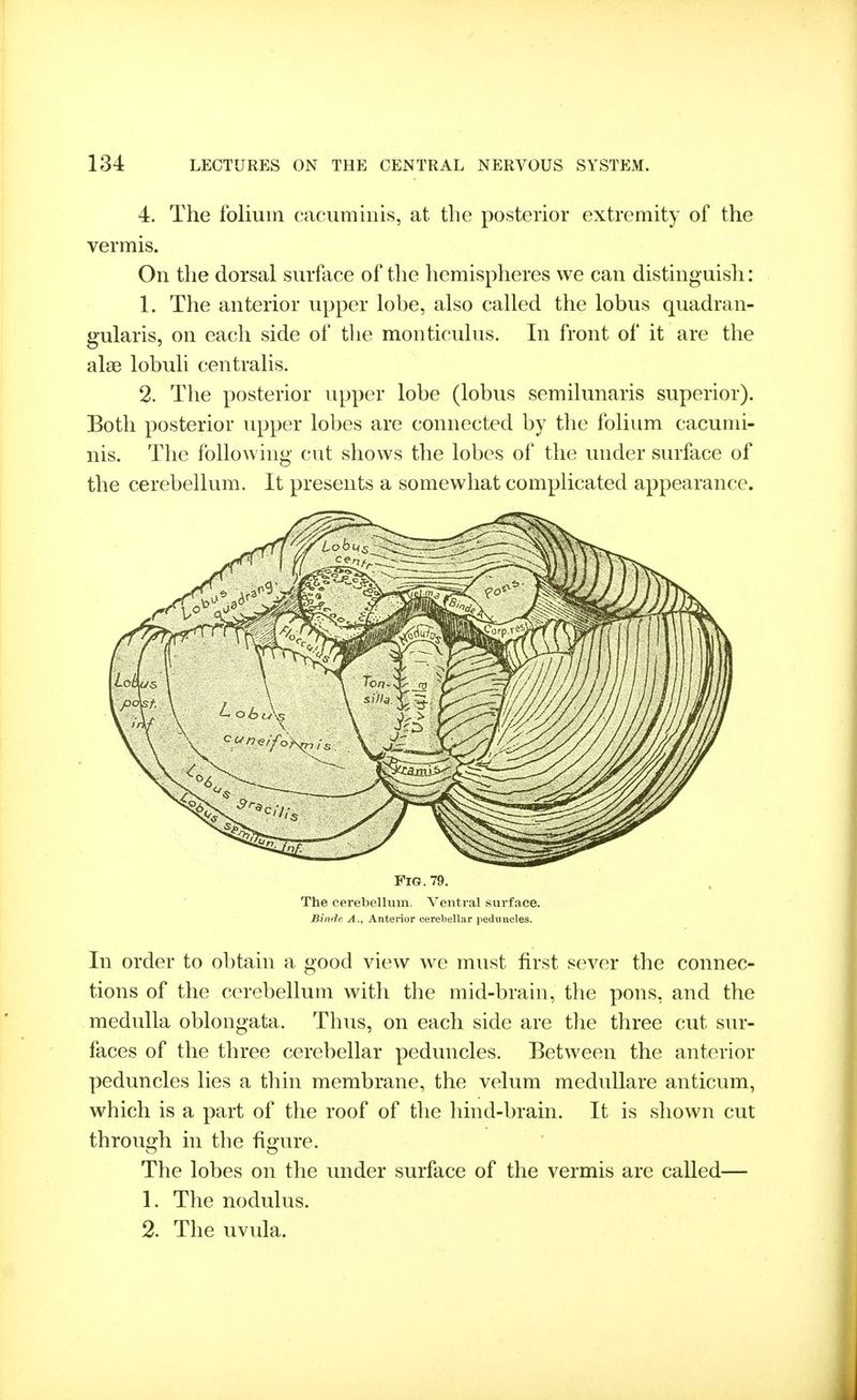 4. The folium cacumiiiis, at the posterior extremity of the vermis. On the dorsal surface of the hemispheres we can distinguisli: 1. The anterior upper lobe, also called the lobus quadran- gularis, on each side of the monticulus. In front of it are the alse lobuli centralis. 2. The posterior upper lobe (lobus semilunaris superior). Both posterior upper lobes are connected by the folium cacumi- nis. The following cut shows the lobes of the under surface of the cerebellum. It presents a somewhat complicated appearance. Fig. 79. The cerebellum. Ventral surface. Binde A., Anterior cerebellar jieduncles. In order to obtain a good view we must first sever the connec- tions of the cerebellum with the mid-brain, the pons, and the medulla oblongata. Thus, on each side are tlie three cut sur- faces of the three cerebellar peduncles. Between the anterior peduncles lies a thin membrane, the velum meduUare anticum, which is a part of the roof of the hind-brain. It is sliown cut through in the figure. The lobes on the under surface of the vermis are called— 1. The nodulus. 2. The uvula.