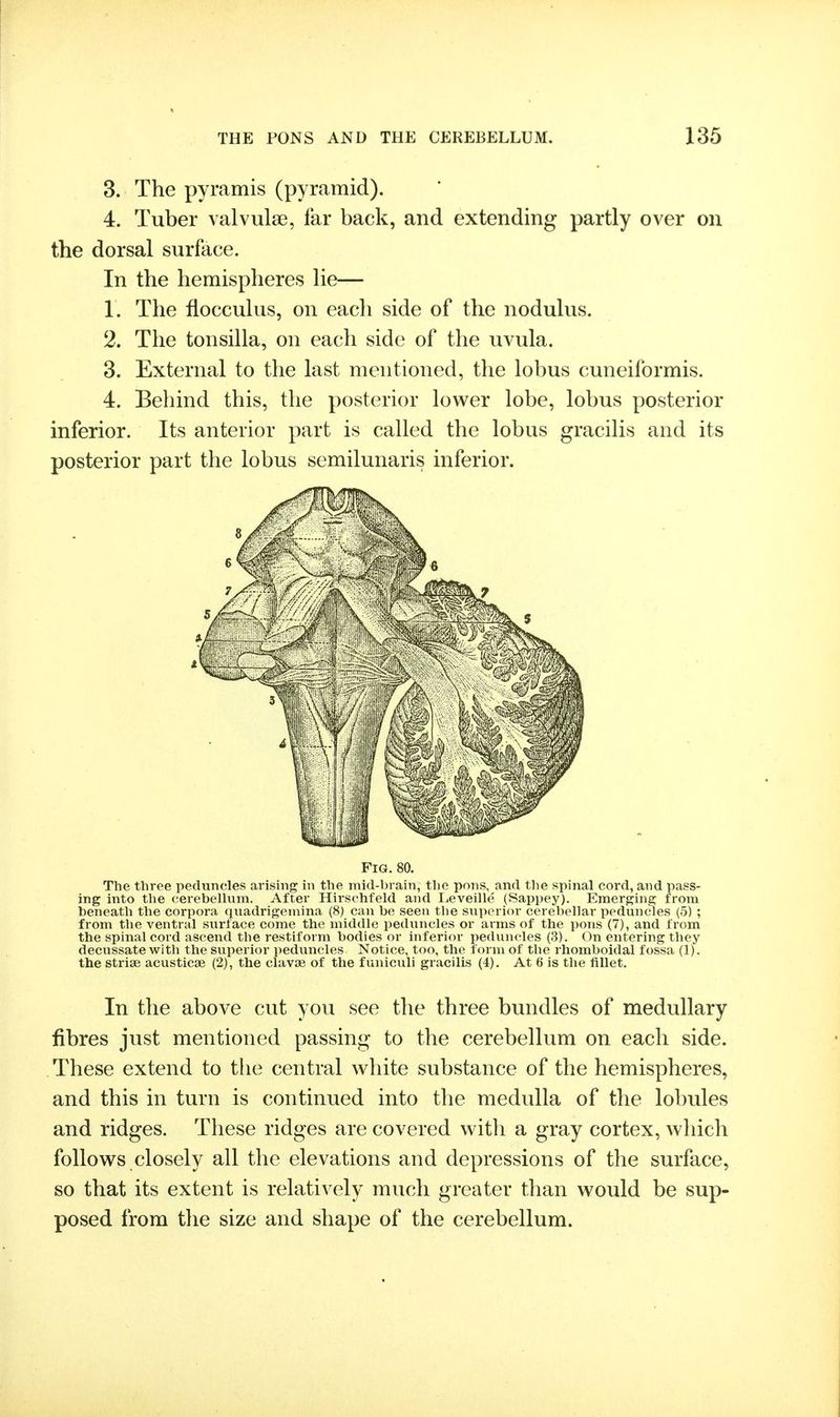 3. The pyramis (pyramid). 4. Tuber valvulae, far back, and extending partly over on the dorsal surface. 1. The flocculus, on each side of the nodulus. 2. The tonsilla, on each side of the uvula. 3. External to the last mentioned, the lobus cuneiformis. 4. Behind this, the posterior lower lobe, lobus posterior inferior. Its anterior part is called the lobus gracilis and its posterior part the lobus semilunaris inferior. The three peduncles arising in the mid-brain, the pons, and the spinal cord, and pass- ing into the cerebellum. After Hirschfeld and lieveille (Sappey). Emerging from beneath the corpora quadrigemina (8) can be seen the superior cerebellar peduncles (5) ; from the ventral surface come the middle peduncles or arms of the pons (7), and from the spinal cord ascend the restiform bodies or inferior peduncles (3). On entering they decussate with the superior peduncles Notice, too, the form of the rhomboidal fossa (1). the striae acusticse (2), the clavae of the funiculi gracilis (4). At 6 is the fillet. In the above cut you see the three bundles of medullary fibres just mentioned passing to the cerebellum on each side. These extend to tlie central white substance of the hemispheres, and this in turn is continued into the medulla of the lobules and ridges. These ridges are covered with a gray cortex, which follows closely all the elevations and depressions of the surface, so that its extent is relatively much greater than would be sup- posed from tlie size and shape of the cerebellum. In the hemispheres lie— Fig. 80.