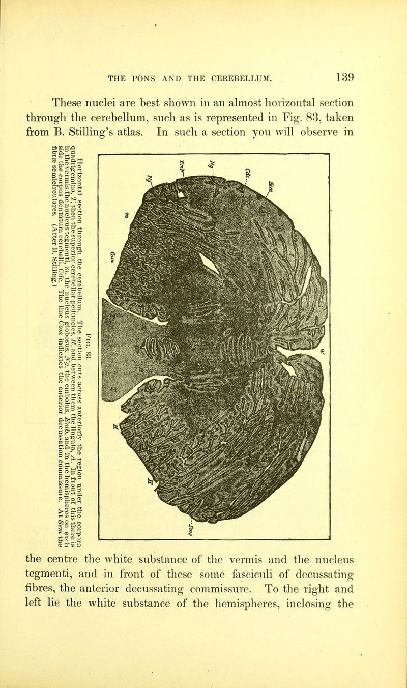 These nuclei are best shown in an almost horizontal section through the cerebellum, such as is represented in Fig. 83, taken from B. Stilling's atlas. In such a section you will observe in the centre the white substance of the vermis and the nucleus tegmenti, and in front of these some fasciculi of decussating fibres, the anterior decussating commissure. To the right and left lie the white substance of the hemispheres, inclosing the