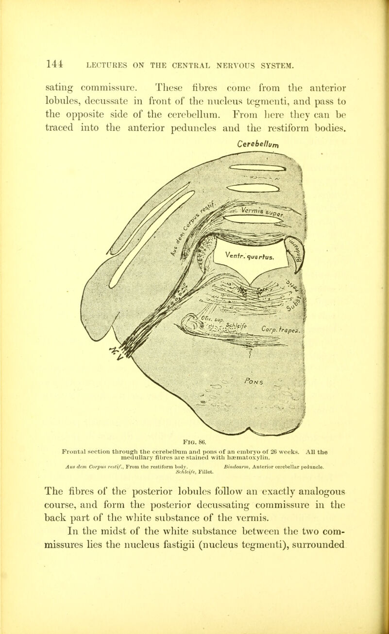 sating commissure. These fibres come from the anterior lobules, decussate in front of the nucleus tegmenti, and pass to the opposite side of the cerebellum. From here they can be traced into the anterior peduncles and the restiform bodies. Cerebellum Fig. 86. Frontal section through the cerebellum and pons of an embryo of 26 weeks. All the medullary fibres are stained with haematoxylin. Aus dem Corpus re.slif., From the restiform body. Bindearm, Anterior cerebellar peduncle. Schlei/e, Fillet. The fibres of the posterior lobules follow an exactly analogous course, and form the posterior decussating commissure in the back part of the white substance of the vermis. In the midst of the white substance between the two com- missures lies the nucleus fastigii (nucleus tegmenti), surrounded