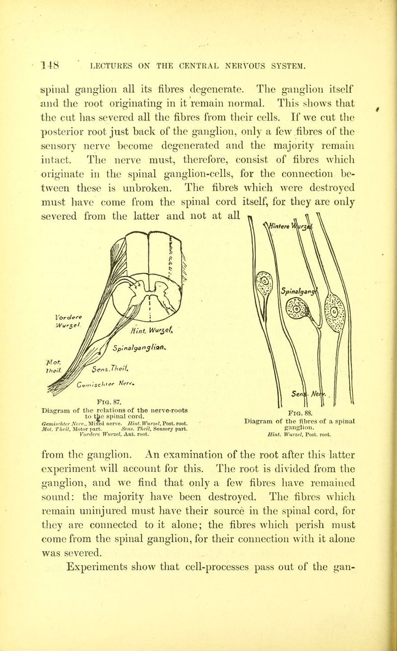 spinal gangiion all its fibres degenerate. The ganglion itself nnd the root originating in it remain normal. This shows that the cut has severed all the fibres from their cells. If we cut the posterior root just back of the ganglion, only a few fibres of the sensory nerve become degenerated and the majority remain intact. The nerve must, therefore, consist of fibres which originate in the spinal ganglion-cells, for the connection be- tween these is unbroken. The fibred which were destroyed must have come from the spinal cord itself, for they are only severed from the latter and not at all Spinal^ njlians. Fig. 87. Diagram of the relations of the nerve-roots to the spinal cord. Gemisr.hter Nerv.. Mixed nerve. Hint. Wurzel, Post. root. Mot. Theil, Motor part. Sens. Theil, Sensory part. Vordere Wiirzel, Ant. root. Fig. 88. Diagram of the fibres of a spinal ganglion. Mint. Wurzel, Post. root. from the ganglion. An examination of the root after this latter experiment will account for this. The root is divided from the ganglion, and we find that only a few fibres have remained sound: the majority have been destroyed. The fibres which remain uninjured must have their source in the spinal cord, for tlicy are connected to it alone; the fibres which perish must come from the spinal ganglion, for their connection with it alone was severed. Experiments show that cell-processes pass out of the gan-