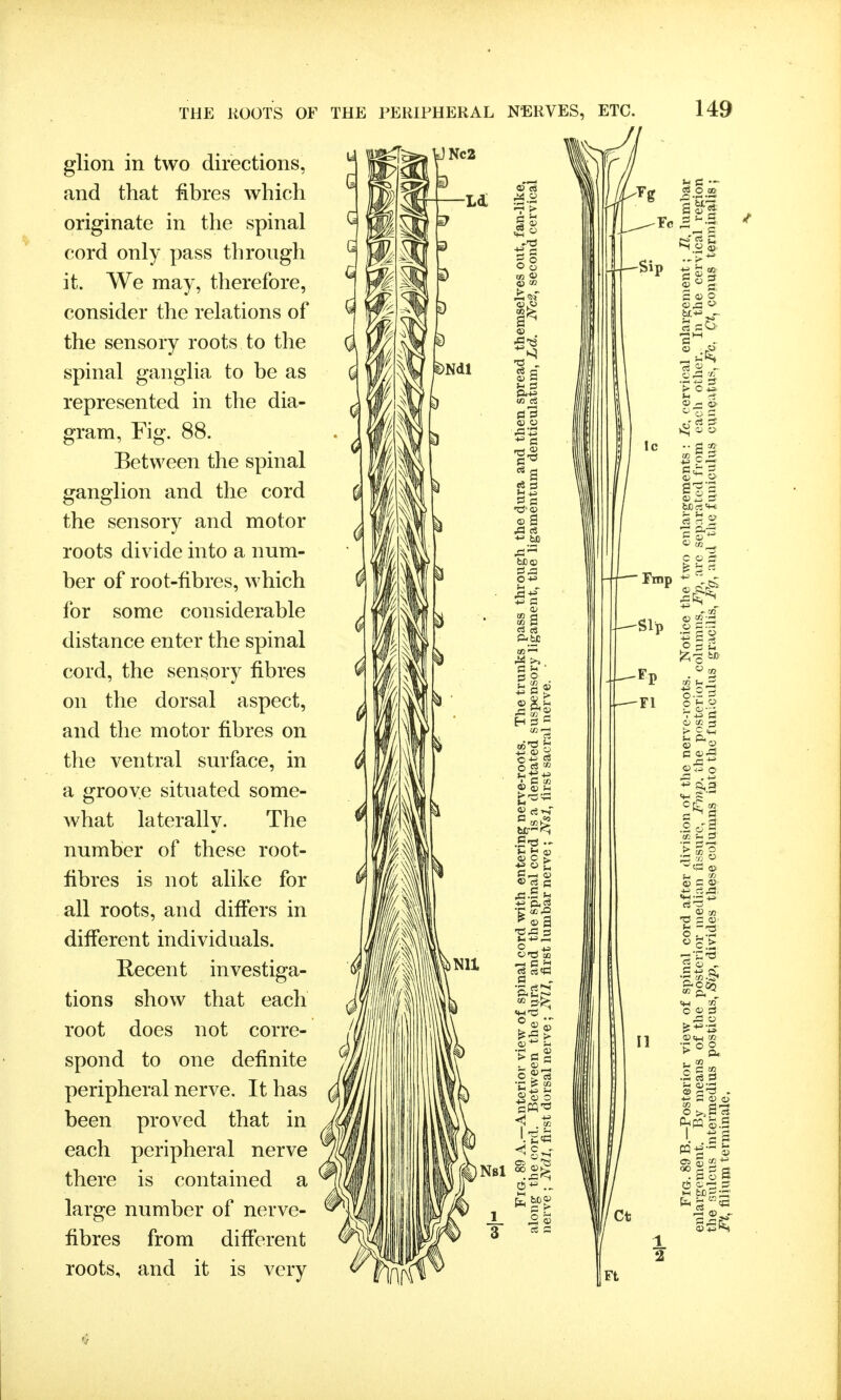 glion in two directions, and that fibres which originate in the spinal cord only pass through it. We may, therefore, consider the relations of the sensory roots to the spinal ganglia to be as represented in the dia- gram, Fig. 88. Between the spinal ganglion and the cord the sensory and motor roots divide into a num- ber of root-fibres, which for some considerable distance enter the spinal cord, the sensory fibres on the dorsal aspect, and the motor fibres on the ventral surface, in a groove situated some- what laterally. The number of these root- fibres is not alike for all roots, and differs in different individuals. Recent investiga- tions show that each root does not corre- spond to one definite peripheral nerve. It has been proved that in each peripheral nerve there is contained a large number of nerve- fibres from different roots, and it is very