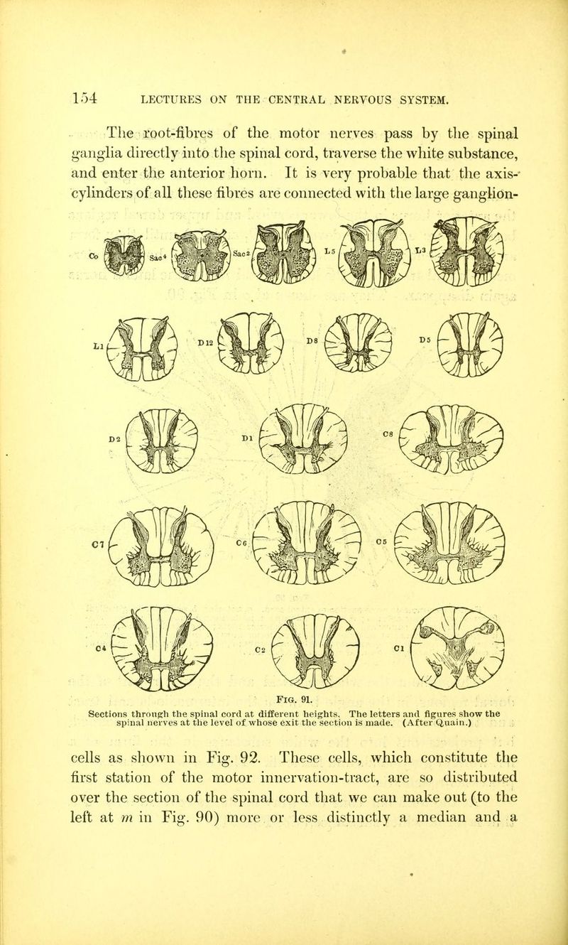 The root-fibres of the motor nerves pass by the spinal gangha directly mto the spinal cord, traverse the white substance, and enter the anterior horn. It is very probable that the axis- cylinders of all these fibres are connected with the large ganglion- FlG. 91. Sections through the spinal cord at different heights. The letters and figures show the spinal nerves at the level of whose exit the section is made. (After Quain.) cells as shown in Fig. 92. These cells, which constitute the first station of the motor innervation-tract, are so distributed over the section of the spinal cord that we can make out (to the left at m in Fig. 90) more or less distinctly a median and a