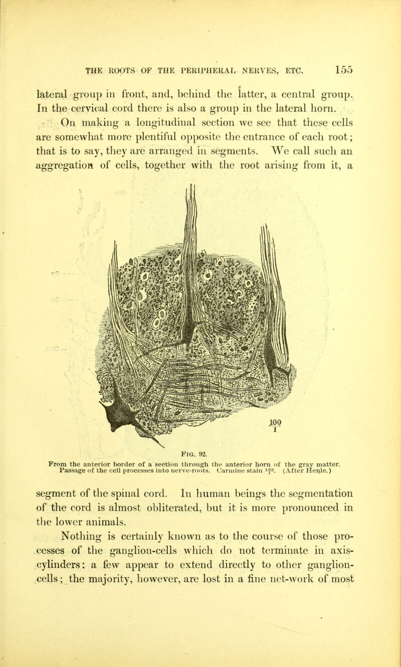 lateral group in front, and, behind the latter, a central group. In the cervical cord there is also a group in the lateral horn. On making a longitudinal section we see that these cells are somewhat more plentiful opposite the entrance of each root; that is to say, they are arranged in segments. We call such an aggregation of cells, together with the root arising from it, a Fig. 92. From the anterior border of a section through the anterior horn of the gray matter. Passage of the cell processes into nerve-roots. Carmine stain (After Itenle.) segment of the spinal cord. In human beings the segmentation of the cord is almost obliterated, but it is more pronounced in the lower animals. Nothing is certainly known as to the course of those pro- cesses of the ganglion-cells Avhich do not terminate in axis- cylinders: a few appear to extend directly to other ganglion- celjs; the majority, however, are lost in a fine net-work of most