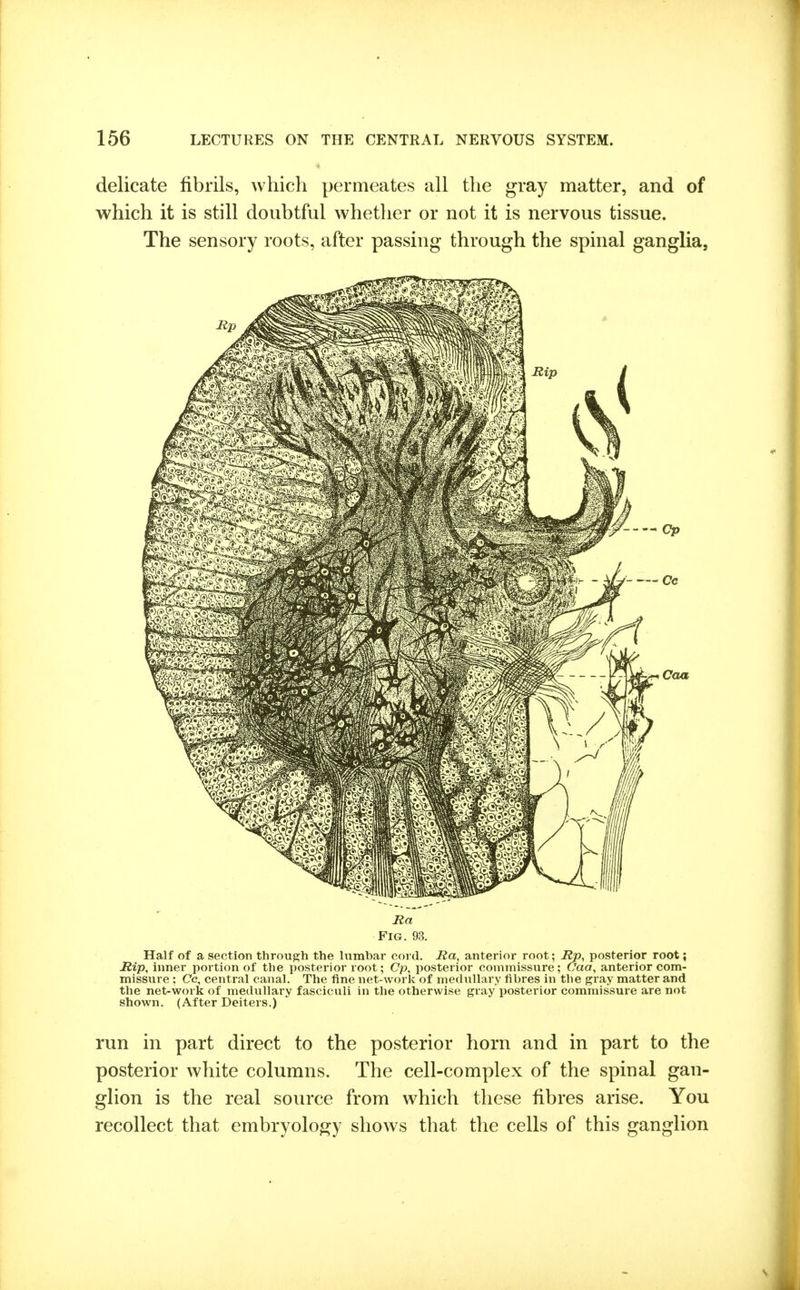 delicate fibrils, which permeates all the gray matter, and of which it is still doubtful whether or not it is nervous tissue. The sensory roots, after passing- through the spinal ganglia, Ra Fig. 93. Half of a section through the lumbar cord. Ra, anterior root; Rp, posterior root; Rip, inner portion of the posterior root; Op, posterior commissure; Caa, anterior com- missure : Cc, central canal. The fine net-work of medullary fibres in the gray matter and the net-work of medullary fasciculi in the otherwise gray posterior commissure are not shown. (After Deiters.) run in part direct to the posterior horn and in part to the posterior white columns. The cell-complex of the spinal gan- glion is the real source from which these fibres arise. You recollect that embryology shows that the cells of this ganglion
