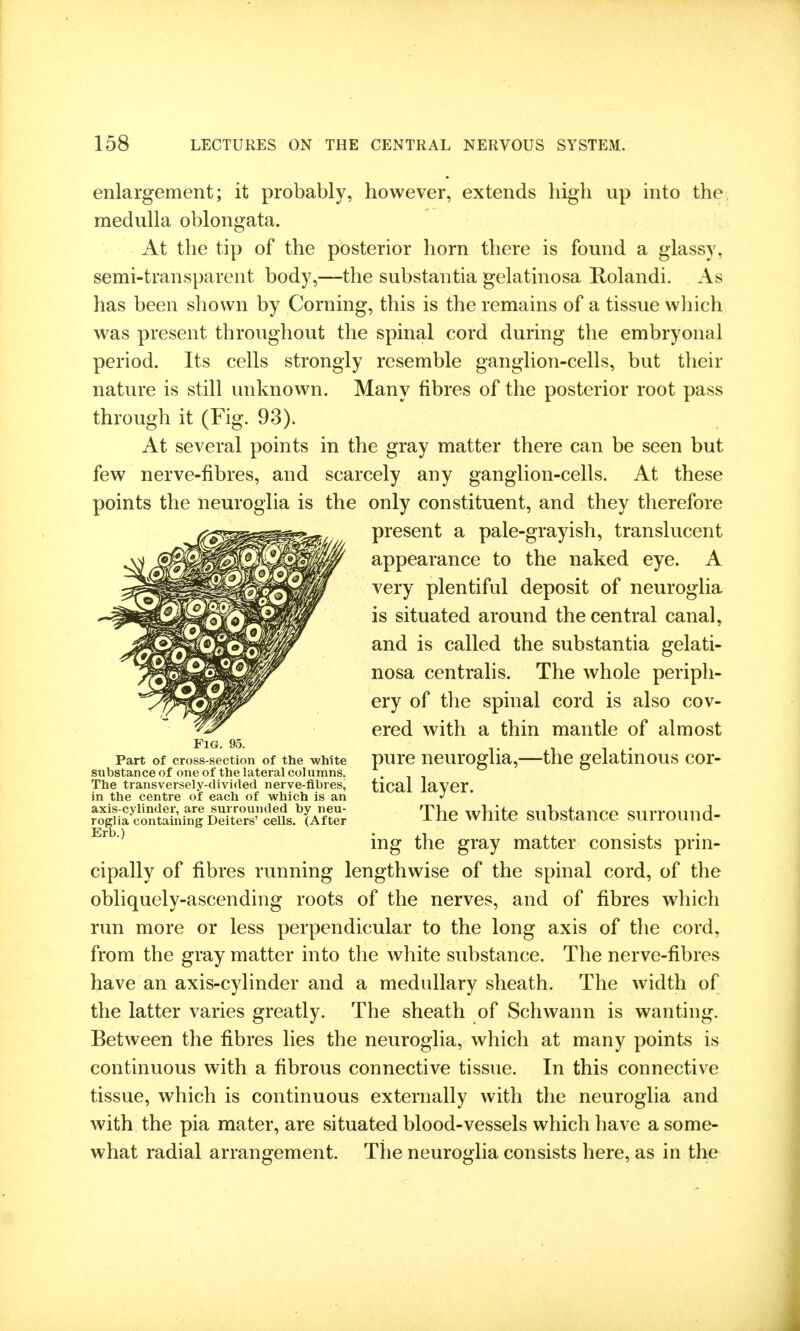 enlargement; it probably, however, extends high up into the medulla oblongata. At the tip of the posterior horn there is found a glassy, semi-transparent body,—the substantia gelatinosa Rolandi. As has been shown by Corning, this is the remains of a tissue which was present throughout the spinal cord during the embryonal period. Its cells strongly resemble ganglion-cells, but their nature is still unknown. Many fibres of the posterior root pass through it (Fig. 93). At several points in the gray matter there can be seen but few nerve-fibres, and scarcely any ganglion-cells. At these points the neuroglia is the only constituent, and they therefore present a pale-grayish, translucent appearance to the naked eye. A very plentiful deposit of neuroglia is situated around the central canal, and is called the substantia gelati- nosa centralis. The whole periph- ery of the spinal cord is also cov- ered with a thin mantle of almost pure neuroglia,—the gelatinous cor- tical layer. The white substance surround- ing the gray matter consists prin- cipally of fibres running lengthwise of the spinal cord, of the obliquely-ascending roots of the nerves, and of fibres which run more or less perpendicular to the long axis of the cord, from the gray matter into the white substance. The nerve-fibres have an axis-cylinder and a medullary sheath. The width of the latter varies greatly. The sheath of Schwann is wanting. Between the fibres lies the neuroglia, which at many points is continuous with a fibrous connective tissue. In this connective tissue, which is continuous externally with the neuroglia and with the pia mater, are situated blood-vessels which have a some- what radial arrangement. The neuroglia consists here, as in the Fig. 95. Part of cross-section of the white substance of one of the lateral columns. The transversely-divided nerve-fibres, in the centre of each of which is an axis-cylinder, are surrounded by neu- roglia containing Deiters' cells. (After Erb.)