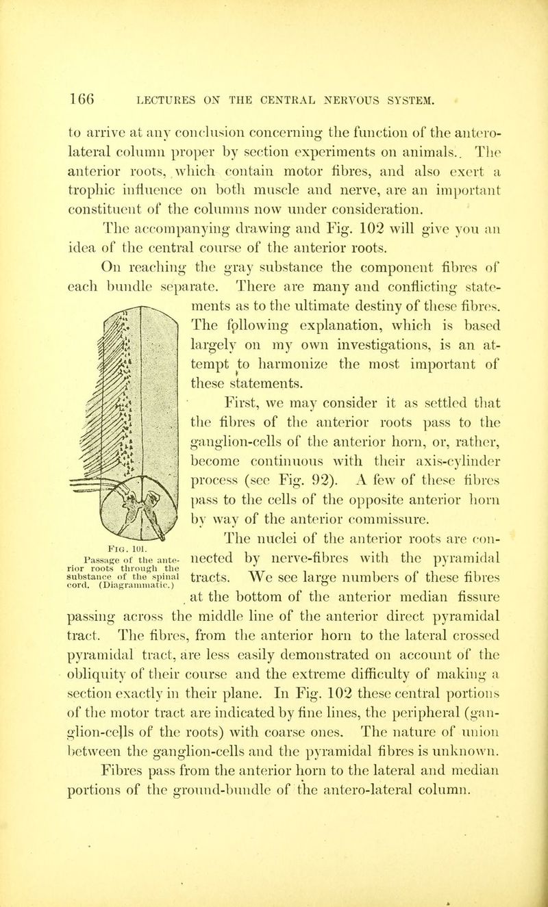 to arrive at any conclusion concerning the function of the antero- lateral column proper by section experiments on animals.. Tlu^ anterior roots, which contain motor fibres, and also exert a trophic influence on both muscle and nerve, are an important constituent of the columns now under consideration. The accompanying drawing and Fig. 102 will give you an idea of the central course of the anterior roots. On reaching the gray substance the component fibres of each bundle separate. There are many and conflicting state- ments as to the ultimate destiny of these fibres. The following explanation, which is based largely on my own investigations, is an at- tempt to harmonize the most important of these statements. First, we may consider it as settled that the fibres of the anterior roots pass to the ganglion-cells of the anterior horn, or, rather, become continuous with their axis-cylinder process (see Fig. 92). A few of these fibres pass to the cells of the opposite anterior horn by way of the anterior commissure. The nuclei of the anterior roots are con- nected by nerve-fibres with the pyramidal tracts. We see large numbers of these fibres at the bottom of the anterior median fissure passing across the middle line of the anterior direct pyramidal tract. The fibres, from the anterior horn to the lateral crossed pyramidal tract, are less easily demonstrated on account of the obliquity of their course and the extreme difficulty of making a section exactly in their plane. In Fig. 102 these central portions of the motor tract are indicated by fine lines, the peripheral (gan- glion-cells of the roots) with coarse ones. The nature of uuiou between the ganglion-cells and the pyramidal fibres is unknown. Fibres pass from the anterior horn to the lateral and median portions of the ground-bundle of the antero-lateral column. Fig. 101. Passage of the ante- rior roots through the substance of the spinal cord. (Diagrauiinatic.)