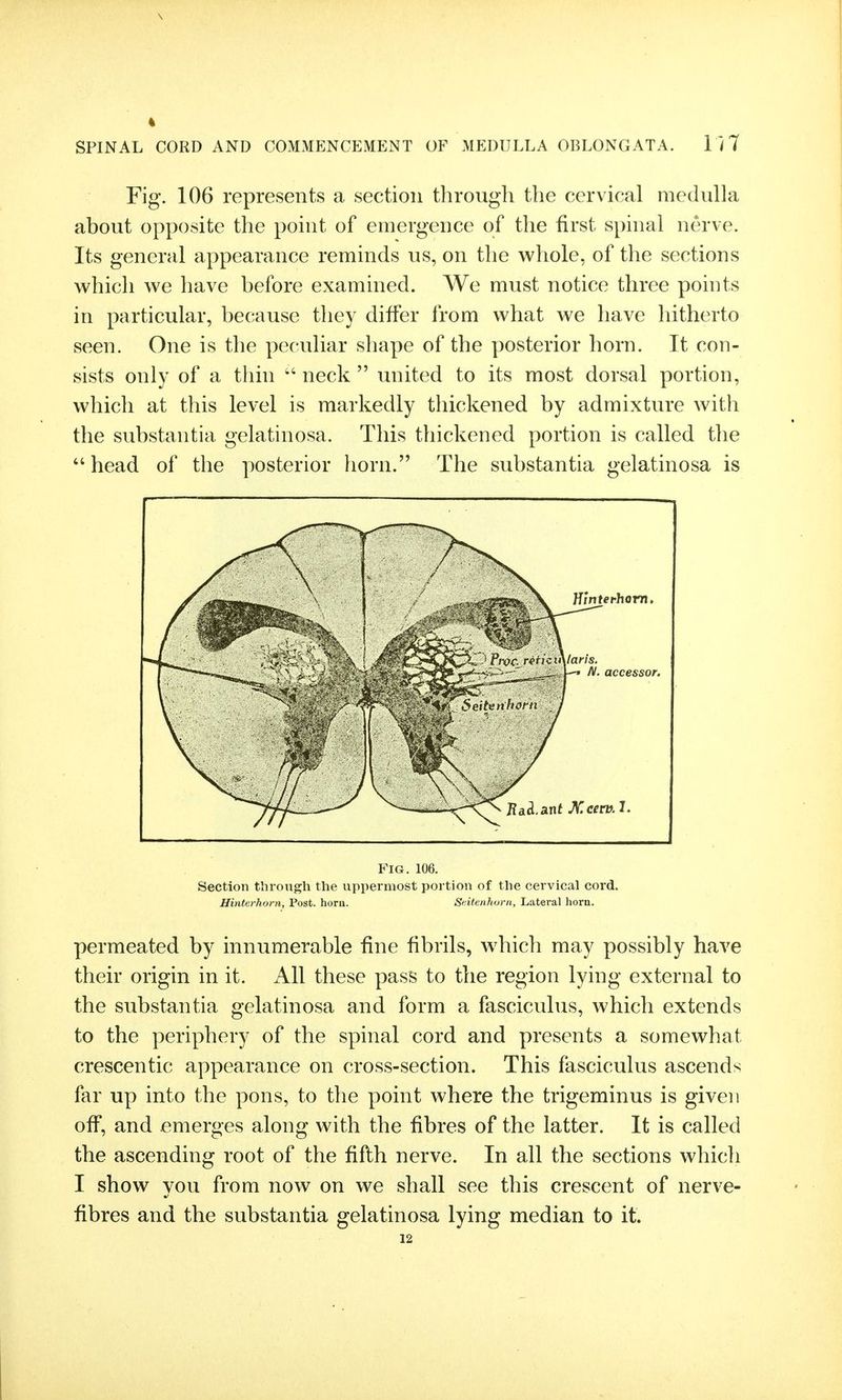 Fig. 106 represents a section through the cervical medulla about opposite the point of emergence of the first sphial nerve. Its general appearance reminds us, on the whole, of the sections which we have before examined. We must notice three points in particular, because they differ from what we have hitherto seen. One is the peculiar shape of the posterior horn. It con- sists only of a thin  neck  united to its most dorsal portion, which at this level is markedly thickened by admixture with the substantia gelatinosa. This thickened portion is called the head of the posterior horn. The substantia gelatinosa is Fig. 106. Section through the uppermost portion of the cervical cord. Hinterhorn, Post. hora. Seitenhurn, Lateral horn. permeated by innumerable fine fibrils, which may possibly have their origin in it. All these pass to the region lying external to the substantia gelatinosa and form a fasciculus, which extends to the periphery of the spinal cord and presents a somewhat crescentic appearance on cross-section. This fasciculus ascends far up into the pons, to the point where the trigeminus is given off, and emerges along with the fibres of the latter. It is called the ascending root of the fifth nerve. In all the sections which I show you from now on we shall see this crescent of nerve- fibres and the substantia gelatinosa lying median to it.