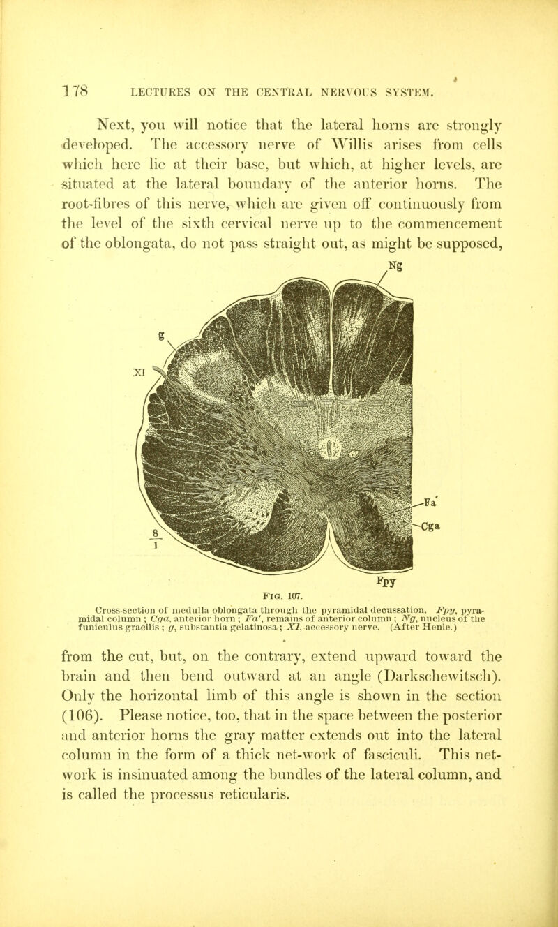 Next, you will notice that the lateral horns are strongly developed. The accessory nerve of Willis arises from cells which here lie at their base, but which, at higher levels, are situated at the lateral boundarv of the anterior horns. The root-fibres of this nerve, which are given off continuously from the level of the sixth cervical nerve up to the commencement of the oblongata, do not pass straight out, as might be supposed, Fig. 107. Cross-section of inedulla oblongata through the pyramidal decussation. Fpj/, pyra- midal column ; Cga, anterior horn ; F'a', remains of anterior column ; Ng, nucleus of the funiculus gracilis ; g, substantia gelatinosa ; XI, accessory nerve. (After Henle.) from the cut, but, on the contrary, extend upward toward the brain and then bend outward at an angle (Darkschewitscli). Only the horizontal limb of this angle is shown in the section (106). Please notice, too, that in the space between the posterior and anterior horns the gray matter extends out into the lateral column in the form of a thick net-work of fasciculi. This net- work is insinuated among the bundles of the lateral column, and is called the processus reticularis.