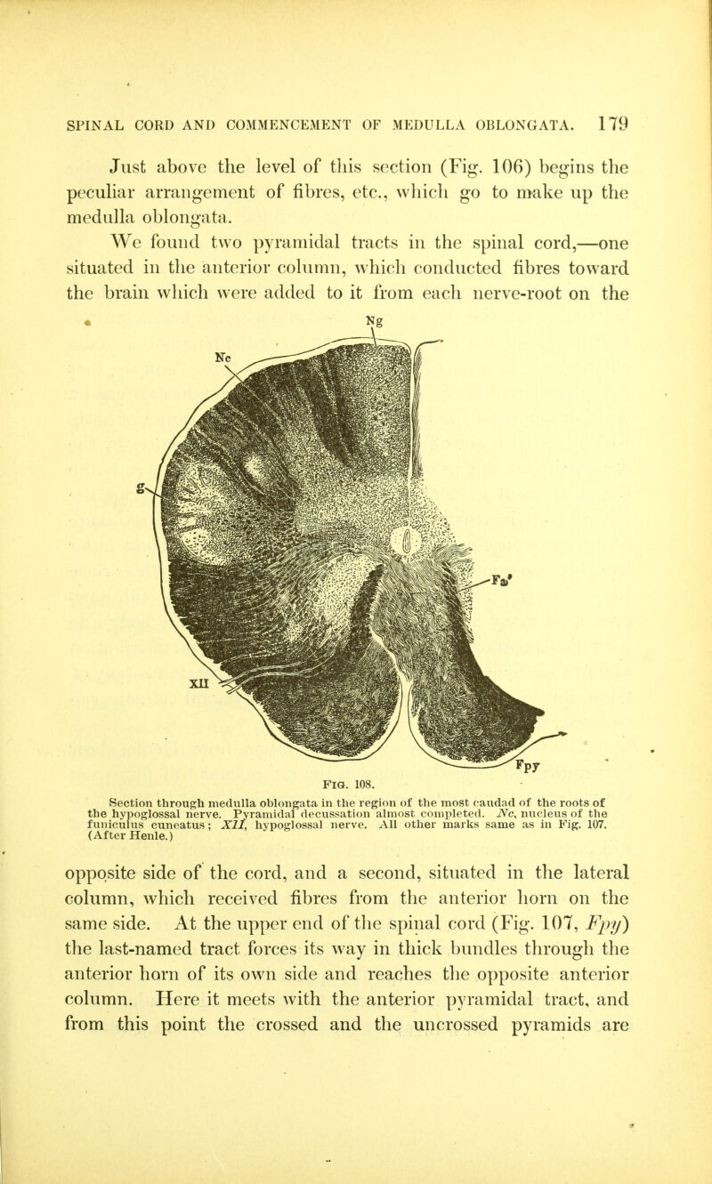 Just above the level of this section (Fig. 106) begins the peculiar arrangement of fibres, etc., which go to make up the medulla oblongata. We found two pyramidal tracts in the spinal cord,—one situated in the anterior column, which conducted fibres toward the brain which were added to it from each nerve-root on the Fig. 108. Section through medulla oblongata in the region of the most caudad of the roots of the hypoglossal nerve. Pyramidal decussation almost completed. JVc, nucleus of the funiculus cuneatus: Xll, hypoglossal nerve. All other marks same as in Fig. 107. (After Henle.) opposite side of the cord, and a second, situated in the lateral column, which received fibres from the anterior horn on the same side. At the upper end of the spinal cord (Fig. 107, Fjri/) the last-named tract forces its way in thick bundles through the anterior horn of its own side and reaches the opposite anterior column. Here it meets with the anterior pyramidal tract, and from this point the crossed and the uncrossed pyramids are
