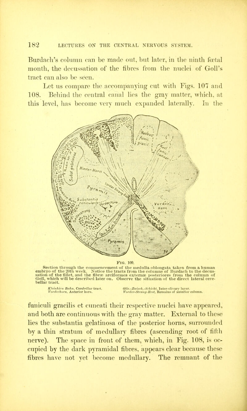 Burdach's column can be made out, but later, in tlie nintli fcetal month, the decussation of the fibres from the nuclei of Goll's tract can also be seen. Let us compare the accompanying cut with Figs. 107 and 108. Behind the central canal lies the gray matter, which, at this level, has become very much expanded laterally. In the Fig. 109. Section through the commencement of the medulla oblongata t^iken from a human embryo of the 20th week. Notice the tracts from the columns of Burdach to the decus- sation of the fillet, and the flbrae arciformes externse posteriores from the column of Goll, which will be described later on. Observe the situation of the direct lateral cere- bellar tract. Kleinhirn Balin, Cerebellar tract. Oliv.-ZwiscJi.-Srhicht, Inter-olivary layer. Vorderhorn, Anterior horn. Vorder-Strnng-Re.st, Remains of anterior column. funicuh graciUs et cuneati their respective nuclei have appeared, and both are continuous with the gray matter. External to these lies the substantia gelatinosa of the posterior horns, surround(Kl by a thin stratum of medullary fibres (ascending root of fifth nerve). The space in front of them, which, in Fig. 108, is oc- cupied by the dark pyramidal fibres, appears clear because these fibres have not yet become medullary. The remnant of the