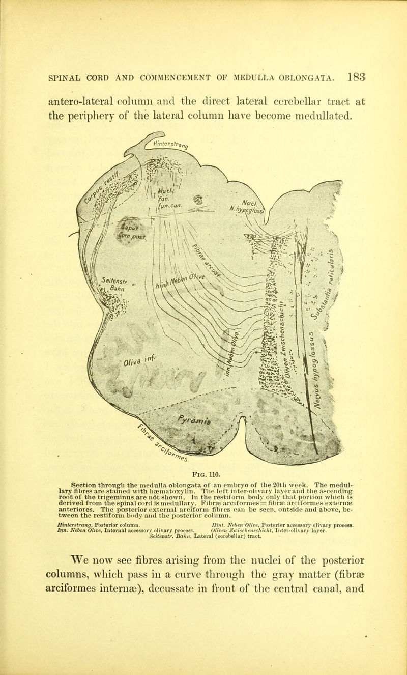 antero-lateral column and the direct lateral cerebellar tract at the periphery of the lateral column have become medullated. Fig. no. Section through the medulla oblongata of an embryo of the 20th week. The medul- lary fibres are stained with haematoxylin. The left inter-olivary layer and the ascending root of the trip;eminus are n6t shown. In the restiform body only that portion which is derived from the spinal cord is medullary. Fibrae arciformes = fibrae arciformes externae anteriores. The posterior external arciform fibres can be seen, outside and above, be- tween the restiform body and the posterior column. Hinterstrang, Posterior column. Hint. Nehen Olive, Posterior accessory olivary process. Inn. Neben Ohve, Internal accessory olivary process. OHi'en Zwisrhenschicht, Inter-olivary layer. Seitenstr, BaJin, Lateral (cerebellar) tract. We now see fibres arising from the nuclei of the posterior columns, which pass in a curve through the gray matter (fibrse arciformes internse), decussate in front of the central canal, and
