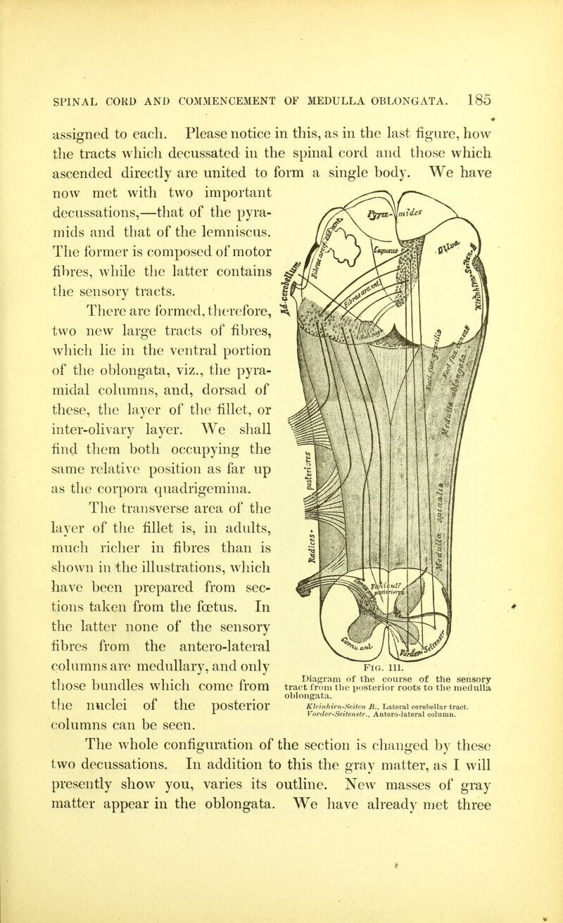 assigned to each. Please notice in this, as in the last figure, how the tracts which decussated in the spinal cord and those which ascended directly are united to form a single body. We have now met with two important decussations,—that of the pyra- mids and that of the lemniscus. The former is composed of motor fibres, while the latter contains the sensory tracts. There are formed, therefore, two new large tracts of fibres, which lie in the ventral portion of the oblongata, viz., the pyra- midal columns, and, dorsad of these, the layer of the fillet, or inter-olivary layer. We shall find them both occupying the same relative position as far up as the corpora quadrigemina. The transverse area of the layer of the fillet is, in adults, much richer in fibres than is shown in the illustrations, which have been prepared from sec- tions taken from the foetus. In the latter none of the sensory fibres from the antero-lateral columns are medullary, and only tliose bundles which come from the nticlei of the posterior columns can be seen. The whole configuration of the section is changed by these two decussations. In addition to this the gray matter, as I will presently show you, varies its outline. New masses of gray matter appear in the oblongata. We have already met three Fig. 111. Diagram of the course of the sensory- tract from the posterior roots to the medulla oblongata. KUinhirn-Seiten B., Lateral cerebellar tract. Vorder-Seitenstr., Antero-lateral column.