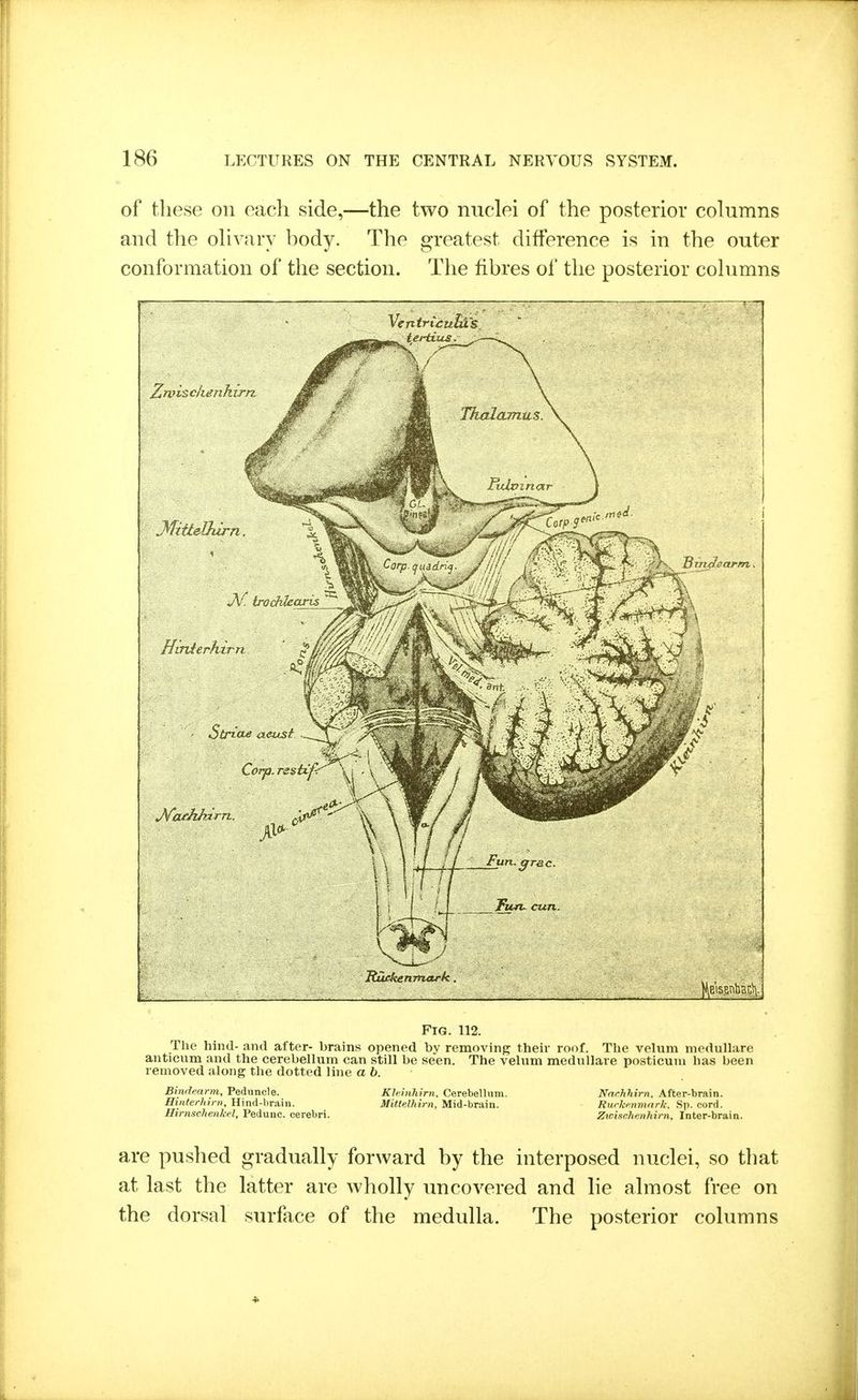of these on each side,—the two nuclei of the posterior columns and the ohvary body. The greatest difference is in the outer conformation of the section. The fibres of the posterior cohimns Verttrtculus Ituekemnark. », . ■ , . ■ . , }^Eis|inbac^.^ Fig. 112. The hind- and after- brains opened by removing their roof. The velum medullare anticum and the cerebellum can still be seen. The velum medullare posticuui has been removed along the dotted line a b. Bindearm, Peduncle. Kleinhirn, Cerebellum. Nar.hhirn. After-brain. Hinterhirn, Hind-brain. Mittelhirn, Mid-brain. ■ Rurkenmark. Sp. cord. Hirnschenkel, Pedunc. cerebri. Zwisehenhirn, Inter-brain. are pushed gradually forward by the interposed nuclei, so that at last the latter are wholly uncovered and lie almost free on the dorsal surface of the medulla. The posterior columns