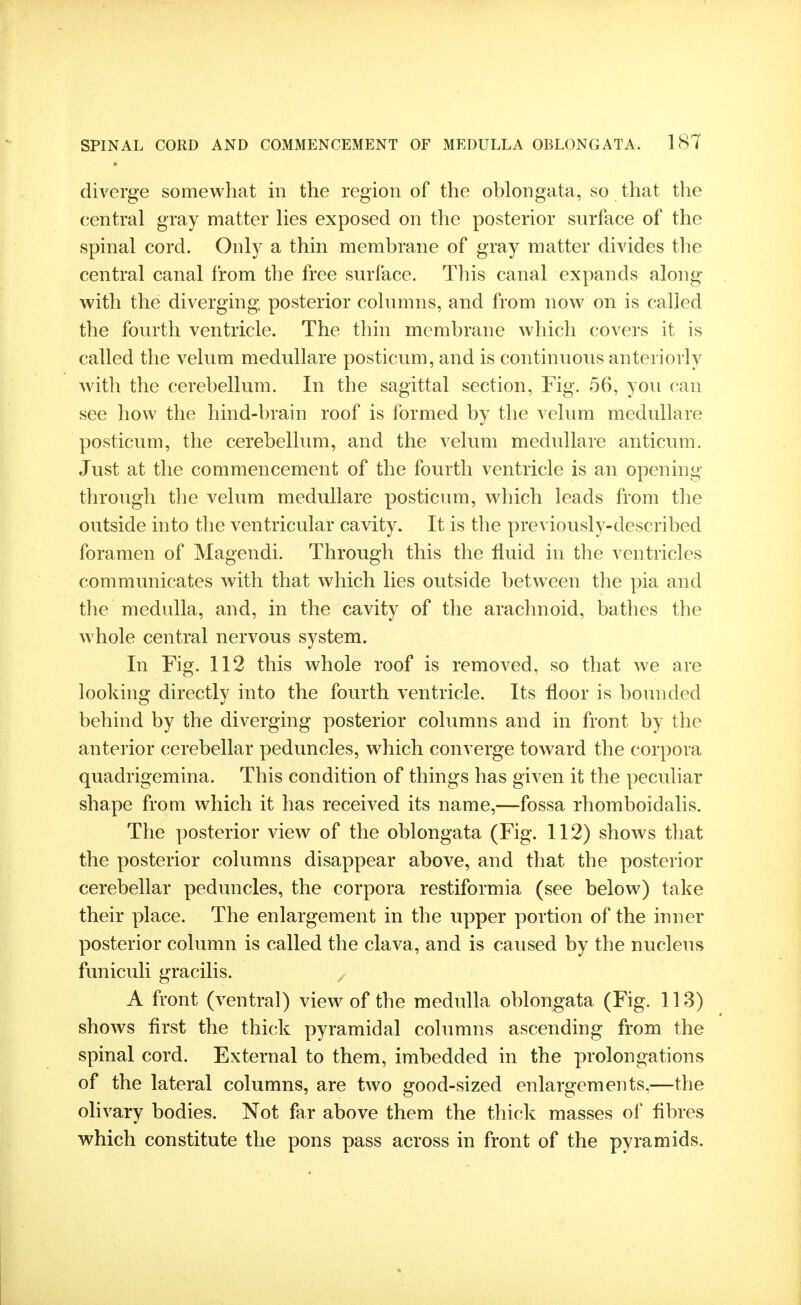 diverge somewhat in the region of the oblongata, so that the central gray matter lies exposed on the posterior surface of the spinal cord. Only a thin membrane of gray matter divides the central canal from the free surface. This canal expands along with the diverging, posterior columns, and from now on is called the fourth ventricle. The thin membrane which covers it is called the velum medullare posticum, and is continuous anteriorly with the cerebellum. In the sagittal section, Fig. 56, you can see how the hind-brain roof is formed by the velum medullare posticum, the cerebellum, and the velum medullare anticum. Just at the commencement of the fourth ventricle is an opening- through the velum medullare posticum, which leads from the outside into the ventricular cavity. It is the previously-described foramen of Magendi. Through this the fluid in the ventricles communicates with that which lies outside between the pia and the medulla, and, in the cavity of the arachnoid, bathes the whole central nervous system. In Fig. 112 this whole roof is removed, so that we are looking directly into the fourth ventricle. Its floor is bounded behind by the diverging posterior columns and in front by the anteiior cerebellar peduncles, which converge toward the corpora quadrigemina. This condition of things has given it the peculiar shape from which it has received its name,—fossa rhomboidalis. The posterior view of the oblongata (Fig. 112) shows that the posterior columns disappear above, and that the posterior cerebellar peduncles, the corpora restiformia (see below) take their place. The enlargement in the upper portion of the inner posterior column is called the clava, and is caused by the nucleus funiculi gracilis. / A front (ventral) view of the medulla oblongata (Fig. 113) shows first the thick pyramidal columns ascending from the spinal cord. External to them, imbedded in the prolongations of the lateral columns, are two good-sized enlargements,—the olivary bodies. Not far above them the thick masses of fibres which constitute the pons pass across in front of the pyramids.