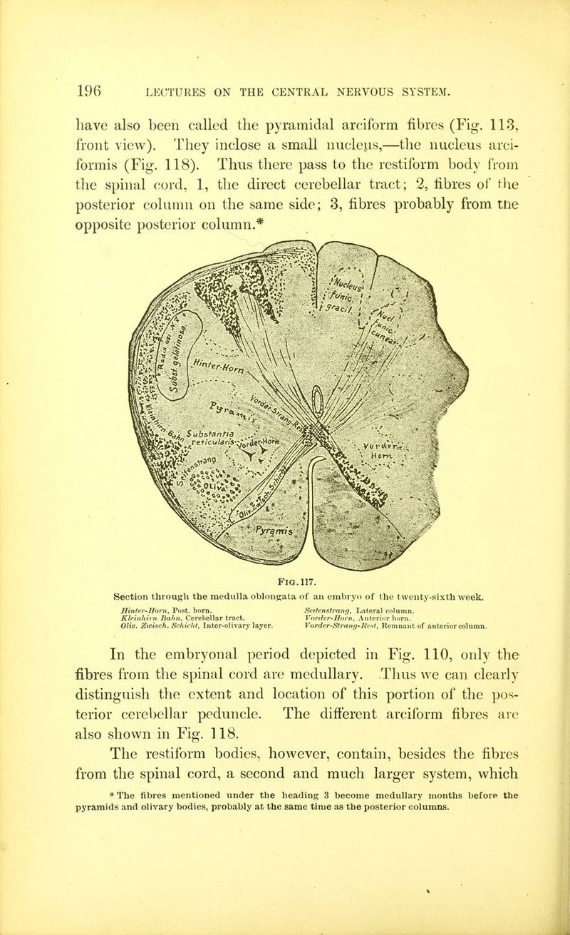 have also been called the pyramidal arciform fibres (Fig. 113, front view). They inclose a small nucleus,—the nucleus arci- formis (Fig. 118). Thus there pass to the restiform body from the spinal cord, 1, the direct cerebellar tract; 2, fibres of the posterior coluam on the same side; 3, fibres probably from tne opposite posterior column.* Fig. 117. Section through the medulla oblongata of an embryo of the twenty-sixth week. Hinter-Horn, Post. horn. Sertertstrang, Lateral column. Klnnhirn Balm, Cerebellar tract. Vorder-Horn, Anterior horn. Oliv. Zioisch. Sclddit, Inter-olivary layei\ Vorder-Strany-Rest, Remnant of anterior column. In the embryonal period depicted in Fig. 110, only the fibres from the spinal cord are medullary. Thus we can clearly distinguish the extent and location of this portion of the pos- terior cerebellar peduncle. The different arciform fibres are also shown in Fig. 118. The restiform bodies, however, contain, besides the fibres from the spinal cord, a second and much larger system, which * The fibres mentioned under the heading 3 become medullary months before the pyramids and olivary bodies, probably at the same time as the posterior columns.