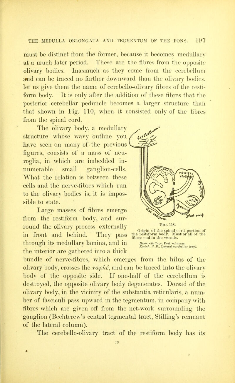 must be distinct from the former, because it becomes medullary at a much later period. These are tlie fibres from the opposite^ olivary bodies. Inasmuch as they come from the cerebelhiiii anid can be traced no farther downward than the olivary bodies, let us give them the name of cerebello-olivary fibres of the resti- form body. It is only after the addition of these fibres tliat the posterior cerebellar peduncle becomes a larger structure than that shown in Fig. 110, when it consisted only of the fibres from the spinal cord. The olivary body, a medullary structure whose wavy outline you have seen on many of the previous figures, consists of a mass of neu- roglia, in which are imbedded in- numerable small ganglion-cells. What the relation is between these cells and the nerve-fibres which run to the olivary bodies is, it is impos- sible to state. Large masses of fibres emerge from the restiform body, and sur- round the olivary process externally Fig, 118. Origin of the spinal-cord portion of in front and behind. They pass the restiform body. Most or all of tHe 1^ fibres end m the vermis. throug'h its medullary lamina, and in Hinterstrange, Post, columns. C ^ ' Klcinh. S. B., Lateral cerebellar tract. the interior are gathered into a thick bundle of nerve-fibres, which emerges from the hilus of the olivary body, crosses the raphe, and can be traced into the olivary body of tlie opposite side. If one-half of the cerebellum is destroyed, the opposite olivary body degenerates. Dorsad of the olivary body, in the vicinity of the substantia reticularis, a num- ber of fasciculi pass upward in the tegmentum, in company with fibres which are given off from the net-work surrounding the ganglion (Bechterew's central tegmental tract, Stilling's remnant of the lateral column). The cerebello-olivary tract of the restiform body has its