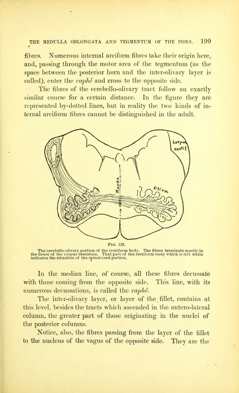 fibres. Numerous internal arciform fibres take their origin here, and, passing through the motor area of the tegmentum (as the space between the posterior horn and the inter-ohvary layer is called), enter the raphe and cross to the opposite side. The fibres of the cerebello-olivary tract follow an exactly similar course for a certain distance. In the figure they are represented by*^dotted lines, but in reality the two kinds of in- ternal arciform fibres cannot be distinguished in the adult. Fig. m. The cerebello-olivary portion of the restif orm body. The fibres terminate mostly in the fleece of the corpus dentatum. That part of the restif orm body which is left white indicates the situation of the spinal-cord portion. In the median line, of course, all these fibres decussate with those coming from the opposite side. This line, with its numerous decussations, is called the raphe. The inter-olivary layer, or layer of the fillet, contains at this level, besides the tracts which ascended in the antero-lateral column, the greater part of those originating in the nuclei of the posterior columns. Notice, also, the fibres passing from the layer of the fillet to the nucleus of the vagus of the opposite side. They are the