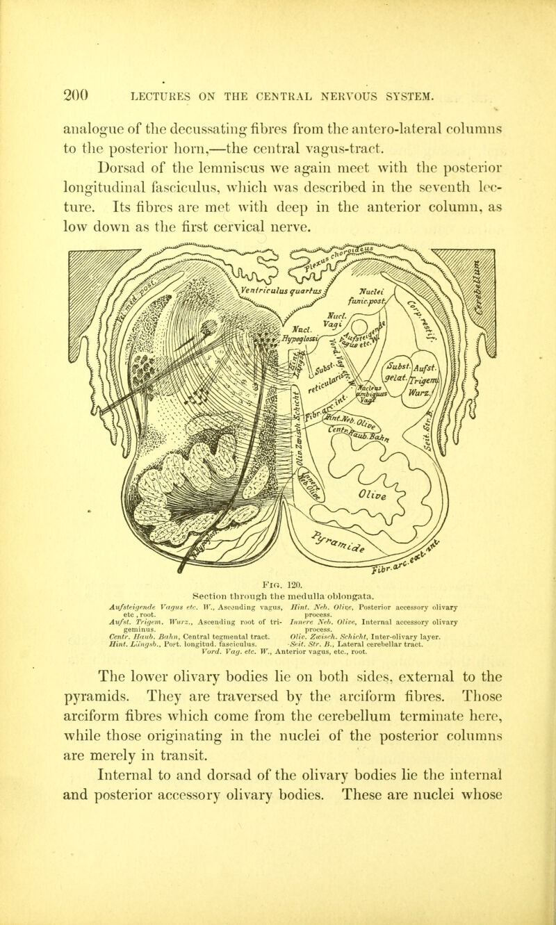 analogue of the decussating fibres from the antero-lateral cohimns to tlie posterior horn,—the central vagus-tract. Dorsad of the lemniscus we again meet with the posterior longitudinal fasciculus, which was described in the seventh lec- ture. Its fibres are met with deep in the anterior column, as low down as the first cervical nerve. Fio. 120. Section through the medulla oblongata. Aufsteigende Vagus etc. W., Ascending vagus, Hint. Neh. Oline, Posterior accessory olivary etc , root. process. Aufst. Trigem. Wurz., Ascending root of tri- Innere Neb. Olive, Internal accessory olivary geminus. process. Centi: Haub. Buhn, Central tegmental tract. Olio. Zuoisrh. Schirht, Inter-olivary layer. Hint. Llingsb., Popt. longitud. fasciculus. -Seit. Str. B., Lateral cerebellar tract. Vord. Vag. etc. W., Anterior vagus, etc., root. The lower olivary bodies lie on both sides, external to the pyramids. They are traversed by the arciform fibres. Those arciform fibres which come from the cerebellum terminate here, while those originating in the nuclei of the posterior columns are merely in transit. Internal to and dorsad of the olivary bodies lie the internal and posterior accessory olivary bodies. These are nuclei whose