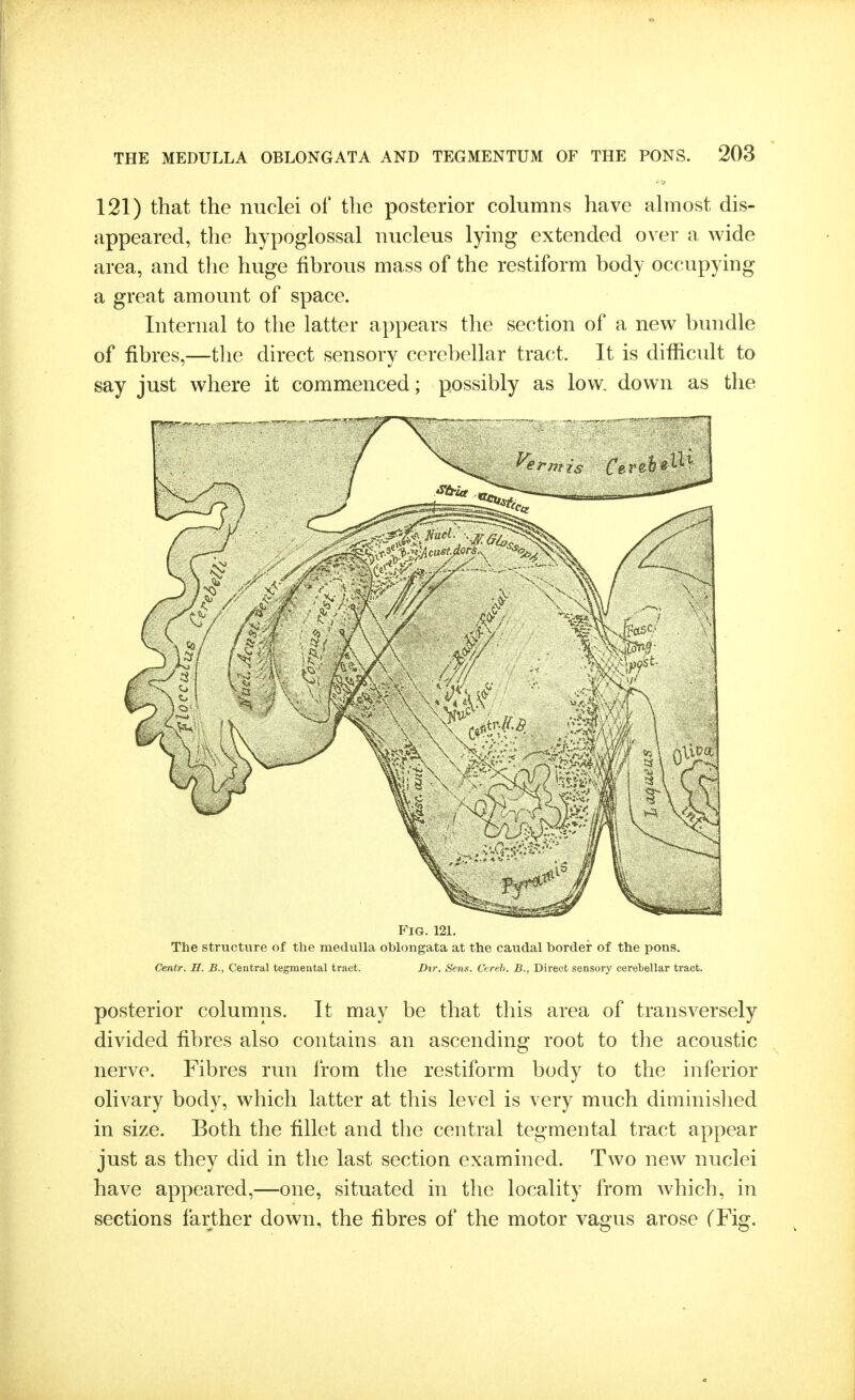 121) that the nuclei of the posterior columns have almost dis- appeared, the hypoglossal nucleus lying extended over a wide area, and the huge fibrous mass of the restiform body occupying a great amount of space. Internal to the latter appears the section of a new bundle of fibres,—the direct sensory cerebellar tract. It is difficidt to say just where it commenced; possibly as low, down as the Fig. 121. The structure of the medulla oblongata at the caudal border of the pons. Centr. H. B., Central tegmental tract. Dir. Sens. Ctreh. B., Direct sensory cerebellar tract. posterior columns. It may be that this area of transversely divided fibres also contains an ascending root to the acoustic nerve. Fibres run from the restiform body to the inferior olivary body, which latter at this level is very much diminished in size. Both the fillet and the central tegmental tract appear just as they did in the last section examined. Two new nuclei have appeared,—one, situated in the locality from which, in sections farther down, the fibres of the motor vagus arose (Fig.