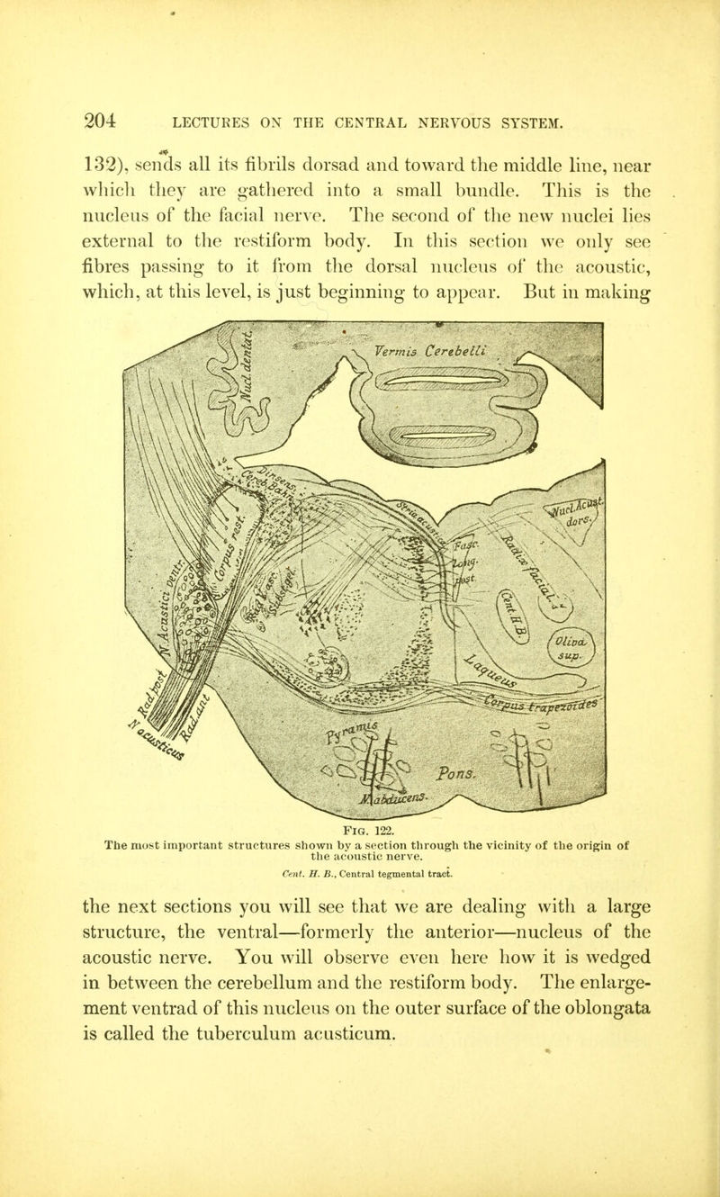 132), sends all its fibrils dorsad and toward the middle line, near which they are gathered into a small bundle. This is the nucleus of the facial nerve. The second of the new nuclei lies external to the restiform body. In this section we only see fibres passing to it from the dorsal nucleus of the acoustic, which, at this level, is just beginning to appear. But in making Fig. 122. The most important structures shown by a section tlirough the vicinity of the origin of the acoustic nerve. Cent. H. B., Central tegmental tract. the next sections you will see that we are dealing with a large structure, the ventral—formerly the anterior—nucleus of the acoustic nerve. You will observe even here how it is wedged in between the cerebellum and the restiform body. The enlarge- ment ventrad of this nucleus on the outer surface of the oblongata is called the tuberculum acasticum.