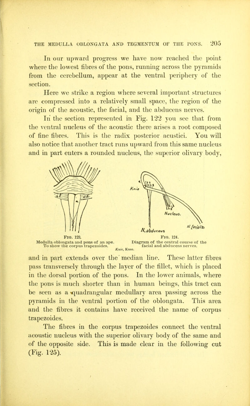 In our upward progress we have now reached the point where the lowest fibres of the pons, running across the pyramids from the cerebellum, appear at the ventral periphery of the section. Here we strike a region where several important structures are compressed into a relatively small space, the region of the origin of the acoustic, the facial, and the abducens nerves. Ini tlie section represented in Fig. 122 you see that from the ventral nucleus of the acoustic there arises a root composed of fine fibres. This is the radix posterior acustici. You will also notice that another tract runs upward from this same nucleus and in part enters a rounded nucleus, the superior olivary body. Fig. 123. Fig. 124. Medulla oblongata and pons of an ape. Diagram of the central course of the To show the corpus trapezoides. facial and abducens nerves. Knie, Knee. and in part extends over the median line. These latter fibres pass transversely through the layer of the fillet, which is placed in the dorsal portion of the pons. In the lower animals, where the pons is much shorter than in human beings, this tract can be seen as a quadrangular medullary area passing across the pyramids in the ventral portion of the oblongata. This area and the fibres it contains have received the name of corpus trapezoides. The fibres in the corpus trapezoides connect the ventral acoustic nucleus with the superior olivary body of the same and of the opposite side. This is made clear in the following cut (Fig. 125).
