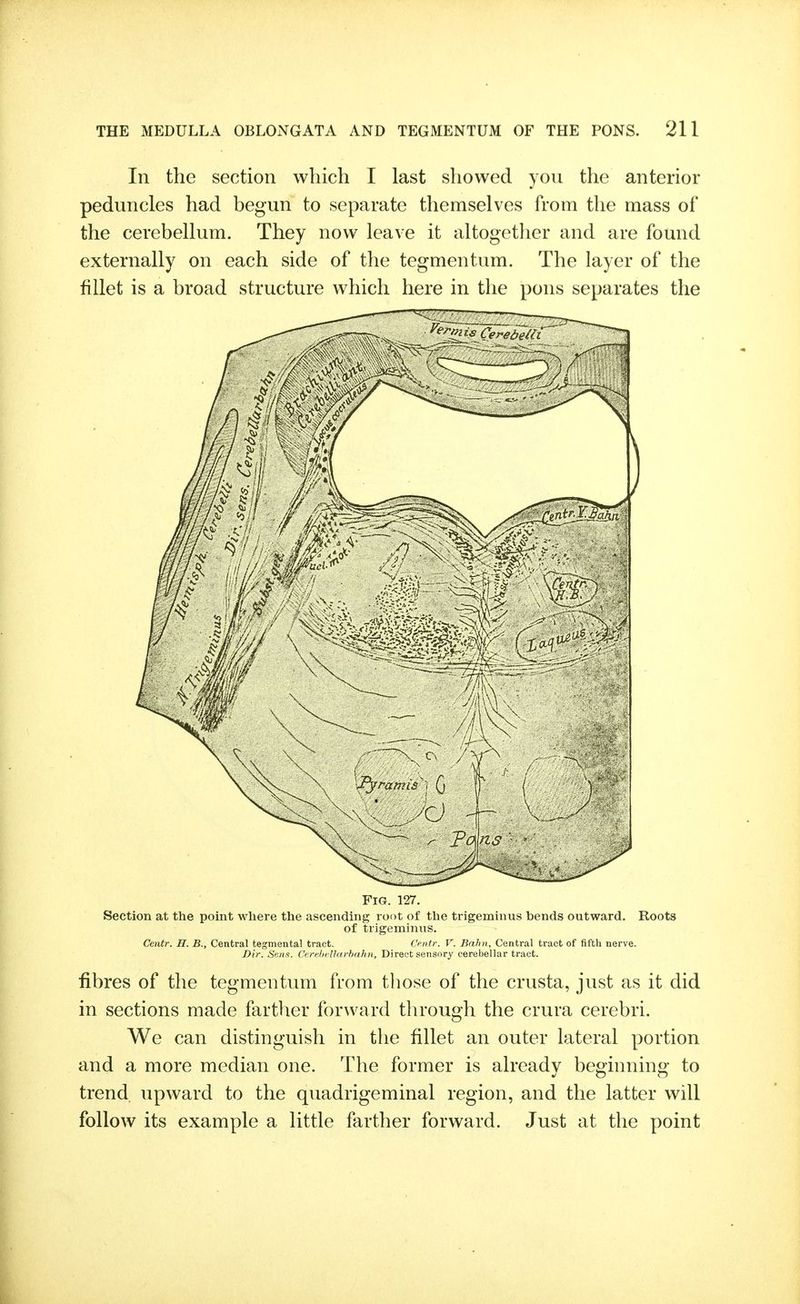 In the section which I last showed you the anterior peduncles had begun to separate themselves from the mass of the cerebellum. They now leave it altogether and are found externally on each side of the tegmentum. The layer of the fillet is a broad structure which here in the pons separates the Fig. 127, Section at the point where the ascending root of the trigeminus bends outward. Roots of trigeminus. Centr. H. B., Central tegmental tract. Centr. V. Balm, Central tract of fifth nerve. Dir. Sens. CerclifUin-hahn, Direct sensory cerebellar tract. fibres of the tegmentum from those of the crusta, just as it did in sections made farther forward through the crura cerebri. We can distinguish in the fillet an outer lateral portion and a more median one. The former is already beginning to trend upward to the quadrigeminal region, and the latter will follow its example a little farther forward. Just at the point