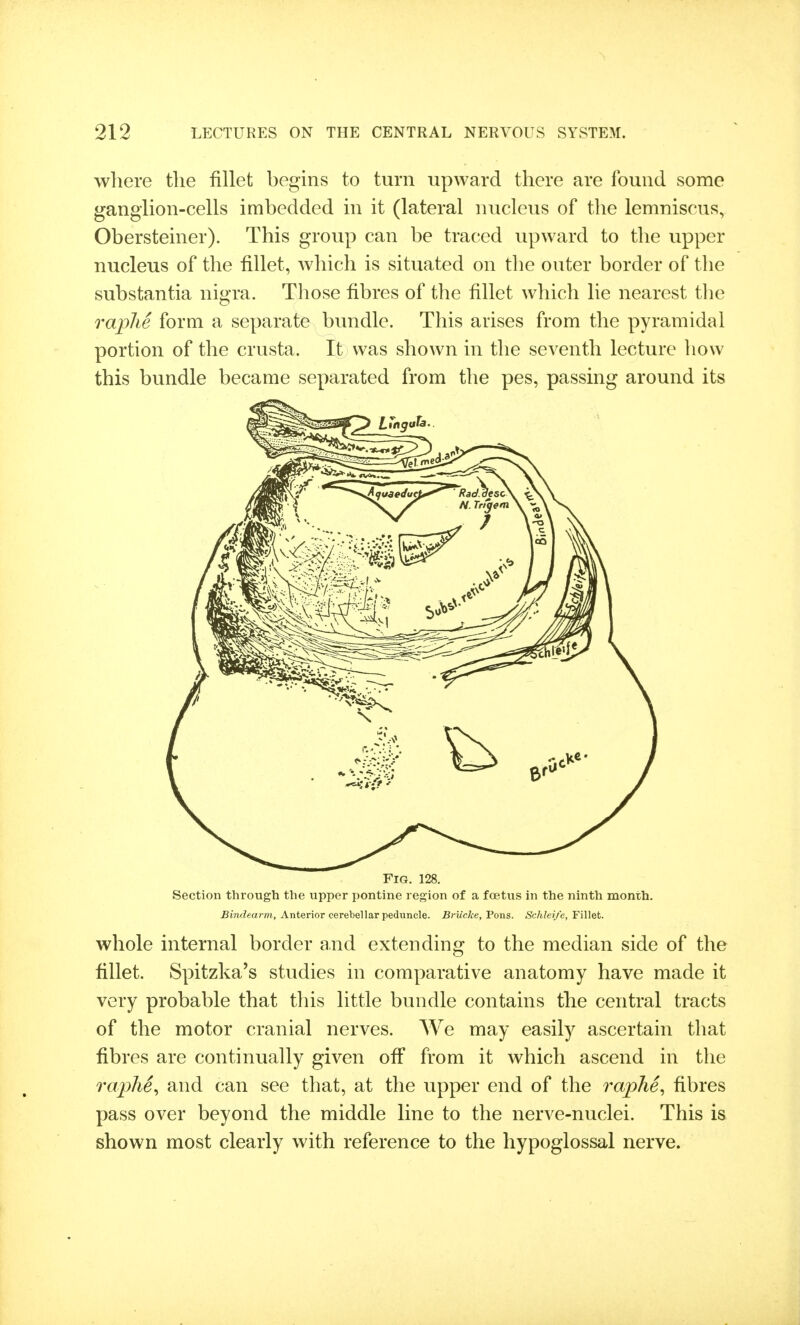 where the fillet hegins to turn upward there are found some ganglion-cells imbedded in it (lateral nucleus of the lemniscus, Obersteiner). This group can be traced upward to the upper nucleus of the fillet, which is situated on the outer border of the substantia nigra. Those fibres of the fillet which lie nearest tlie raphe form a separate bundle. This arises from the pyramidal portion of the crusta. It was shown in the seventh lecture how this bundle became separated from the pes, passing around its Fig. 128. Section through the upper pontine region of a foetus in the ninth month. Bindearm, Anterior cerebellar peduncle. Briicke, Pons. Schleife, Fillet. whole internal border and extending to the median side of the fillet. Spitzka's studies in comparative anatomy have made it very probable that this little bundle contains the central tracts of the motor cranial nerves. We may easily ascertain that fibres are continually given off from it which ascend in the raplie^ and can see that, at the upper end of the raphe^ fibres pass over beyond the middle line to the nerve-nuclei. This is shown most clearly with reference to the hypoglossal nerve.