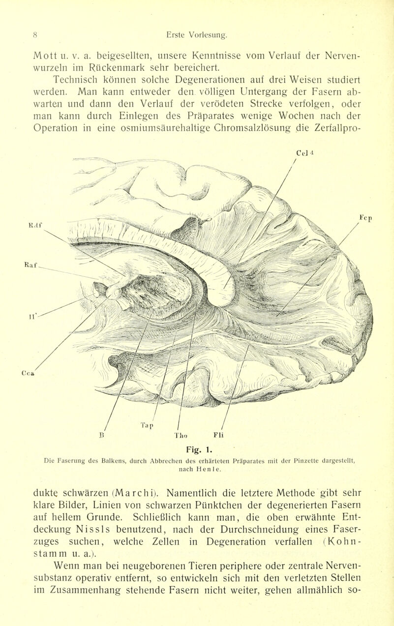 Mott u. v. a. beigesellten, unsere Kenntnisse vom Verlauf der Nerven- wurzeln im Riickenmark sehr bereichert. Technisch konnen solche Degenerationen auf drei Weisen studiert werden. Man kann entweder den volligen Untergang der Fasern ab- warten und dann den Verlauf der verodeten Strecke verfolgen, oder man kann durch Einlegen des Praparates wenige Wochen nach der Operation in eine osmiumsaurehaltige Chromsalzlosung die Zerfallpro- Ce]4 Fig. 1. Die Faserung des Balkens, durch Abbrechen des erharteten Praparates tliit der Pinzette dargestellt, nach Hen 1 e. dukte schwarzen (Marchi). Namentlich die letztere Methode gibt sehr klare Bilder, Linien von schwarzen Punktchen der degenerierten Fasern auf hellem Grunde. Schliefilich kann man, die oben erwahnte Ent- deckung Nissls benutzend, nach der Durchschneidung eines Faser- zuges suchen, welche Zellen in Degeneration verfallen (Kohn- stamm u. a.). Wenn man bei neugeborenen Tieren periphere oder zentrale Nerven- substanz operativ entfernt, so entwickeln sich mit den verletzten Stellen im Zusammenhang stehende Fasern nicht weiter, gehen allmahlich so-
