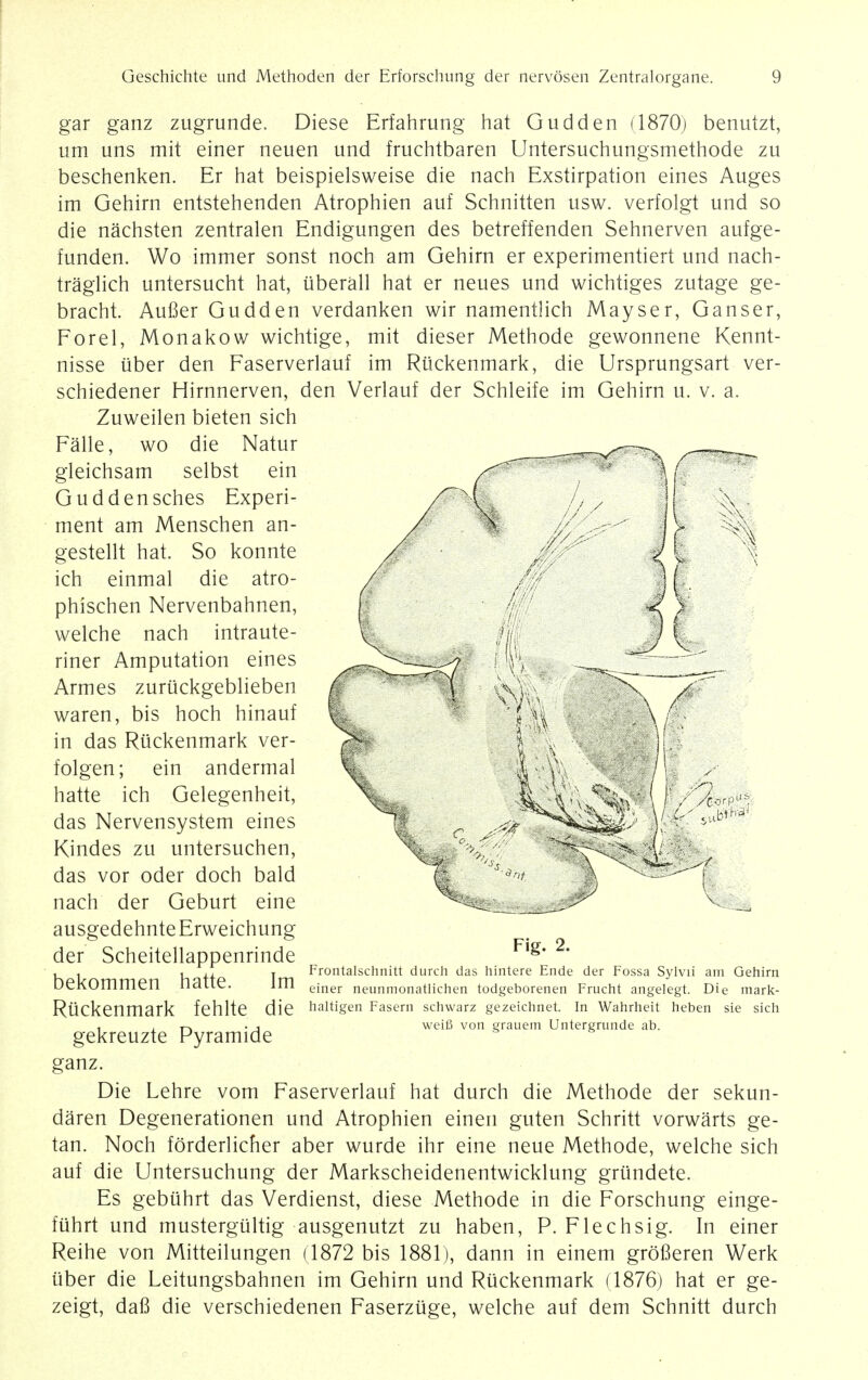 gar ganz zugrunde. Diese Erfahrung hat Gudden (1870) benutzt, um uns mit einer neuen und fruchtbaren Untersuchungsmethode zu beschenken. Er hat beispielsweise die nach Exstirpation eines Auges im Gehirn entstehenden Atrophien auf Schnitten usw. verfolgt und so die nachsten zentralen Endigungen des betreffenden Sehnerven aufge- funden. Wo immer sonst noch am Gehirn er experimentiert und nach- traglich untersucht hat, iiberall hat er neues und wichtiges zutage ge- bracht. Aufier Gudden verdanken wir namentlich Mayser, Ganser, Forel, Monakow wichtige, mit dieser Methode gewonnene Kennt- nisse iiber den Faserverlauf im Riickenmark, die Ursprungsart ver- schiedener Hirnnerven, den Verlauf der Schleife im Gehirn u. v. a. Zuweilen bieten sich Falle, wo die Natur gleichsam selbst ein Guddensches Experi- ment am Menschen an- gestellt hat. So konnte ich einmal die atro- phischen Nervenbahnen, welche nach intraute- riner Amputation eines Armes zurtickgeblieben waren, bis hoch hinauf in das Riickenmark ver- folgen; ein andermal hatte ich Gelegenheit, das Nervensystem eines Kindes zu untersuchen, das vor oder doch bald nach der Geburt eine ausgedehnte Erweichung der Scheitellappenrinde bekommen hatte. Im Riickenmark fehlte die gekreuzte Pyramide ganz. Die Lehre vom Faserverlauf hat durch die Methode der sekun- daren Degenerationen und Atrophien einen guten Schritt vorwarts ge- tan. Noch forderlicher aber wurde ihr eine neue Methode, welche sich auf die Untersuchung der Markscheidenentwicklung grtindete. Es gebtihrt das Verdienst, diese Methode in die Forschung einge- ftihrt und mustergultig ausgenutzt zu haben, P. Flechsig. In einer Reihe von Mitteilungen (1872 bis 1881), dann in einem grofieren Werk iiber die Leitungsbahnen im Gehirn und Riickenmark (1876) hat er ge- zeigt, dafi die verschiedenen Faserzuge, welche auf dem Schnitt durch Fig. 2. Frontalschnitt durch das hintere Ende der Fossa Sylvii am Gehirn einer neunmonatUchen todgeborenen Frucht angelegt. Die mark- haltigen Fasern schwarz gezeichnet. In Wahrheit heben sie sich weifi von grauem Untergrunde ab.