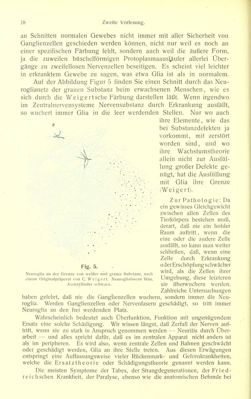 an Schnitten normalen Gewebes nicht immer mit aller Sicherheit von Ganglienzellen geschieden werden konnen, nicht nur weil es noch an einer spezifischen Farbung fehlt, sondern auch weil die aufiere Form, ja die zuweilen buschelformigen Protoplasmaausl^ufer allerlei Ober- gange zu zweifellosen Nervenzellen beseitigen. Es scheint viel leichter in erkranktem Gewebe zu sagen, was etwa Glia ist als in normalem. Auf der Abbildung Figur 5 finden Sie einen Schnitt durch das Neu- roglianetz der grauen Substanz beim erwachsenen Menschen, wie es sich durch die Weigertsche Farbung darstellen lafit. Wenn irgendwo im Zentralnervensysteme Nervensubstanz durch Erkrankung ausfallt, so wuchert immer Glia in die leer werdenden Stellen. Nur wo auch ihre Elemente, wie das bei Substanzdefekten ja vorkommt, mit zerstort worden sind, und wo ihre Wachstumstheorie allein nicht zur Ausfiil- lung grofier Defekte ge- nugt, hat die Ausftillung mit Glia ihre Grenze (Weigert). Zur Pathol.ogie: Da ein gewisses Gleichgewicht zwischen alien Zellen des Tierkorpers bestehen mufi, derart, dafi nie ein hohler Raum auftritt, wenn die eine oder die andere Zelle ausfallt, so kann man weiter schliefien, daft, wenn eine Zelle durch Erkrankung o der Erschopf ung sch wacher wird, als die Zellen ihrer Umgebung, diese letzteren sie tiberwuchern werden. Zahlreiche Untersuchungen haben gelehrt, dafi nie die Ganglienzellen wuchern, sondern immer die Neu- roglia. Werden Ganglienzellen oder Nervenfasern geschadigt, so tritt immer Neuroglia an den frei werdenden Platz. Wahrscheinlich bedeutet auch Oberfunktion, Funktion mit ungeniigendem Ersatz eine solche Schadigung. Wir wissen langst, dafi Zerfall der Nerven auf- tritt, wenn sie zu stark in Anspruch genommen werden — Neuritis durch Uber- arbeit — und alles spricht dafur, dafi es im zentralen Apparat nicht anders ist als im peripheren. Es wird also, wenn zentrale Zellen und Bahnen geschwacht oder geschadigt werden, Glia an ihre Stelle treten. Aus diesen Erwagungen entspringt eine Auffassungsweise vieler Riickenmark- und Gehirnkrankheiten, welche die Ersatztheorie oder Schadigungstheorie genannt werden kann. Die meisten Symptome der Tabes, der Strangdegenerationen, der Fried- reichschen Krankheit, der Paralyse, ebenso wie die anatomischen Befunde bei 0 • Fig. 5. Neuroglia an der Grenze von weifier und grauer Substanz, nach einem Originalpraparat von C. Weigert. Neurogliafasern blau, Axenzylinder schwarz.