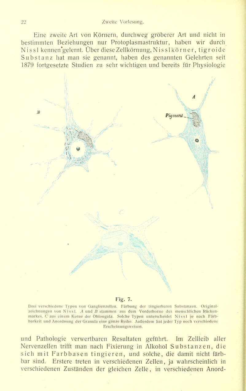 Eine zweite Art von Kornern, durchweg groberer Art und nicht in bestimmten Beziehungen nur Protoplasmastruktur, haben wir durch Niss 1 kennen'gelernt. Uber dieseZellkornung, Nisslkorner, tigroide Substanz hat man sie genannt, haben des genannten Gelehrten seit 1879 fortgesetzte Studien zu sehr wichtigen und bereits fur Physiologie '■A C. Pigment«., \ F Fig. 7. Drei verschiedene Typen von Ganglienzellen. Farbung der tingierbaren Substanzen. Original- zeichnungen von Nissl. A und B stammen aus dem Vorderhorne des menschlichen Rticken- markes, C aus einem Kerne der Oblongata. Solche Typen unterscheidet Nissl je nach Fiirb- barkeit und Anordnung der Granula eine ganze Reihe. Aufierdem hat jeder Typ noch verschiedene Erscheinungsweisen. und Pathologie verwertbaren Resultaten gefiihrt. Im Zellieib aller Nervenzellen trifft man nach Fixierung in Alkohol Substanzen, die sich mit Farbbasen tingieren, und solche, die damit nicht farb- bar sind. Erstere treten in verschiedenen Zellen, ja wahrscheinlich in verschiedenen Zustanden der gleichen Zelle, in verschiedenen Anord-