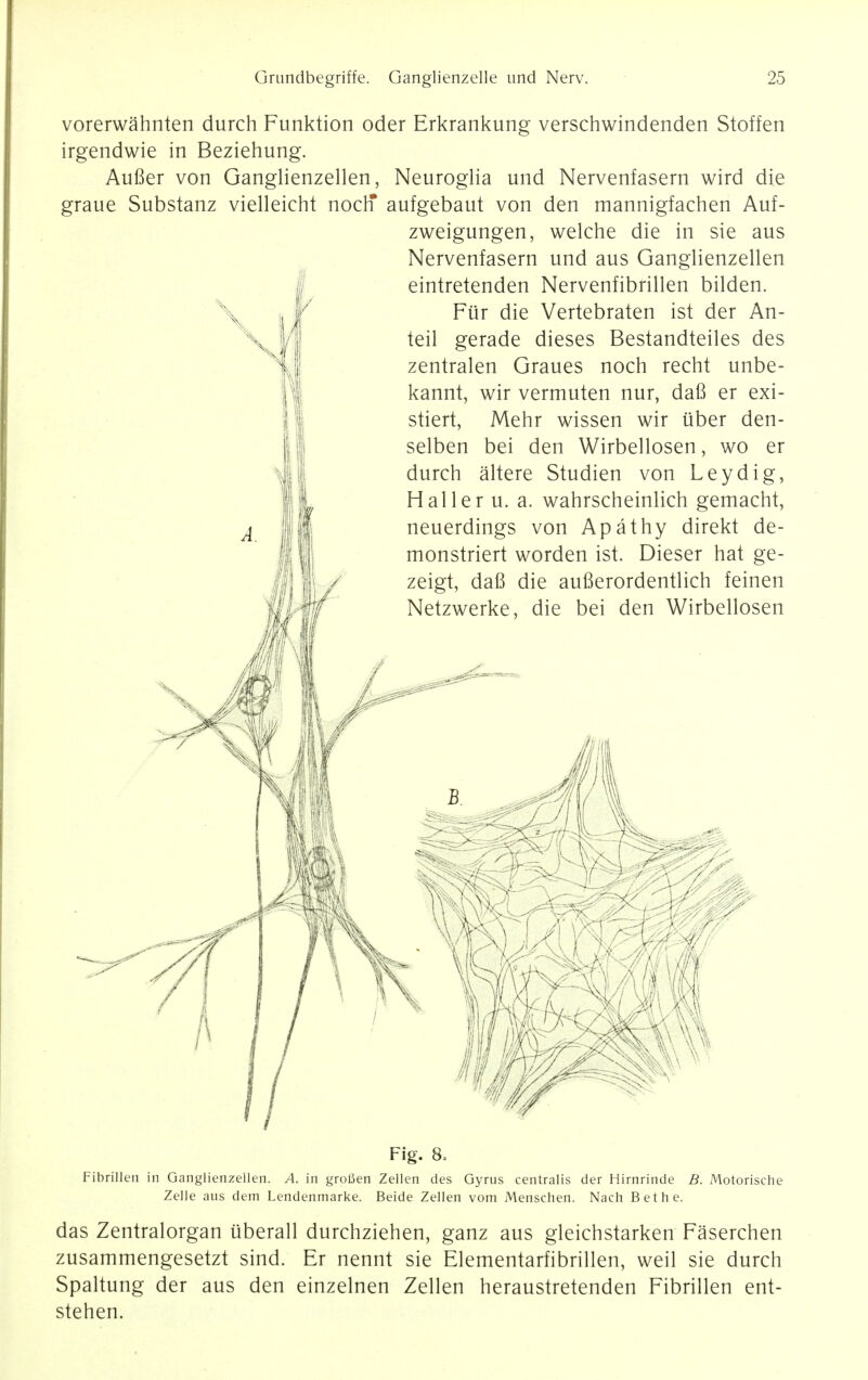 vorerwahnten durch Funktion oder Erkrankung verschwindenden Stoffen irgendwie in Beziehung. Aufier von Ganglienzellen, Neuroglia und Nervenfasern wird die graue Substanz vielleicht noch* aufgebaut von den mannigfachen Auf- zweigungen, welche die in sie aus Nervenfasern und aus Ganglienzellen eintretenden Nervenfibrillen bilden. Fur die Vertebraten ist der An- teil gerade dieses Bestandteiles des zentralen Graues noch recht unbe- kannt, wir vermuten nur, dafi er exi- stiert, Mehr wissen wir iiber den- selben bei den Wirbellosen, wo er durch altere Studien von Ley dig, Haller u. a. wahrscheinlich gemacht, neuerdings von Apathy direkt de- monstriert worden ist. Dieser hat ge- zeigt, dafi die aufierordentlich feinen Netzwerke, die bei den Wirbellosen Fig. 8, Fibrillen in Ganglienzellen. A. in grofien Zellen des Gyrus centralis der Hirnrinde B. Motorische Zelle aus dem Lendenmarke. Beide Zellen vom Menschen. Nach Bethe. das Zentralorgan uberall durchziehen, ganz aus gleichstarken Faserchen zusammengesetzt sind. Er nennt sie Elementarfibrillen, weil sie durch Spaltung der aus den einzelnen Zellen heraustretenden Fibrillen ent- stehen.