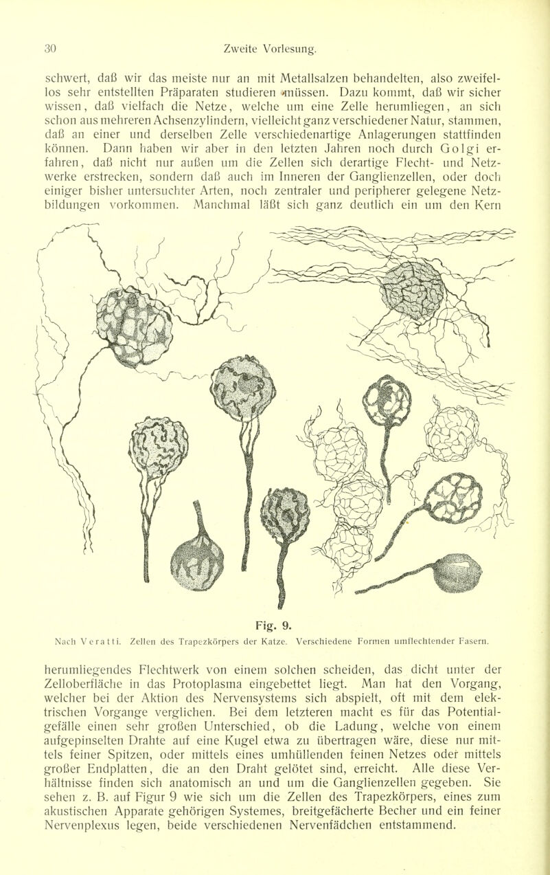 schwert, dafi wir das meiste nur an mit Metallsalzen behandelten, also zweifel- los sehr entstellten Praparaten studieren >mussen. Dazu kommt, dafi wir sicher wissen, dafi vielfach die Netze, welche um eine Zelle herumliegen, an sich schon ausmehreren Achsenzylindern, vielleichtganz verschiedener Natur, stammen, dafi an einer und derselben Zelle verschiedenartige Anlagerungen stattfinden konnen. Dann haben wir aber in den letzten Jahren noch durch Golgi er- fahren, dafi nicht nur aufien um die Zellen sich derartige Flecht- und Netz- werke erstrecken, sondern dafi auch im Inneren der Ganglienzellen, oder doch einiger bisher untersuchter Arten, noch zentraler und peripherer gelegene Netz- bildungen vorkommen. Manchmal lafit sich ganz deutlich ein um den Kern Fig. 9. Nach Veratti. Zellen d-es Trapezkorpers der Katze. Verschiedene Formen umflechtender Fasern. herumliegendes Flechtwerk von einem solchen scheiden, das dicht unter der Zelloberflache in das Protoplasma eingebettet liegt. Man hat den Vorgang, welcher bei der Aktion des Nervensystems sich abspielt, oft mit dem elek- trischen Vorgange verglichen. Bei dem letzteren macht es fur das Potential- gefalle einen sehr grofien Unterschied, ob die Ladung, welche von einem aufgepinselten Drahte auf eine Kugel etwa zu iibertragen ware, diese nur mit- tels feiner Spitzen, oder mittels eines umhullenden feinen Netzes odef mittels grofier Endplatten, die an den Draht gelotet sind, erreicht. Alle diese Ver- haltnisse finden sich anatomisch an und um die Ganglienzellen gegeben. Sie sehen z. B. auf Figur 9 wie sich um die Zellen des Trapezkorpers, eines zum akustischen Apparate gehorigen Systemes, breitgefacherte Becher und ein feiner Nervenplexus legen, beide verschiedenen Nervenfadchen entstammend.