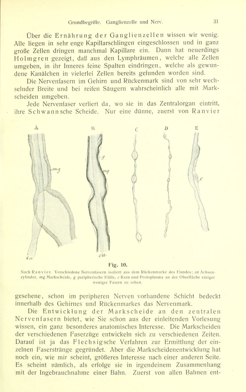 Uber die Ernahrung der Ganglienzellen wissen wir wenig. Alle liegen in sehr enge Kapillarschlingen eingeschlossen und in ganz grofie Zellen dringen manchmal Kapillare ein. Dann hat neuerdings Holmgren gezeigt, dafi aus den Lymphraumen, welche alle Zellen umgeben, in ihr Inneres feine Spalten eindringen, welche als gewun- dene Kanalchen in vielerlei Zellen bereits gefunden worden sind. Die Nervenfasern im Gehirn und Riickenmark sind von sehr wech- selnder Breite und bei reifen Saugern wahrscheinlich alle mit Mark- scheiden umgeben. Jede Nervenfaser verliert da, wo sie in das Zentralorgan eintritt, ihre Schwann sche Scheide. Nur eine diinne, zuerst von Ranvier A b q D E Fig. 10. Nach Ranvier. Verschiedene Nervenfasern isoliert aus dem Riickenmarke des Hundes; ca Achsen- zylinder, mg Markscheide, g peripherische Hiille, c Kern und Protoplasma an der Oberflache einiger weniger Fasern zu sehen. gesehene, schon im peripheren Nerven vorhandene Schicht bedeckt innerhalb des Gehirnes und Riickenmarkes das Nervenmark. Die Entwicklung der Markscheide an den zentralen Nervenfasern bietet, wie Sie schon aus der einleitenden Vorlesung wissen, ein ganz besonderes anatomisches Interesse. Die Markscheiden der verschiedenen Faserziige entwickeln sich zu verschiedenen Zeiten. Darauf ist ja das Flechsigsche Verfahren zur Ermittlung der ein- zelnen Faserstrange gegriindet. Aber die Markscheidenentwicklung hat noch ein, wie mir scheint, grofieres Interesse nach einer anderen Seite. Es scheint namlich, als erfolge sie in irgendeinem Zusammenhang mit der Ingebrauchnahme einer Bahn. Zuerst von alien Bahnen ent-