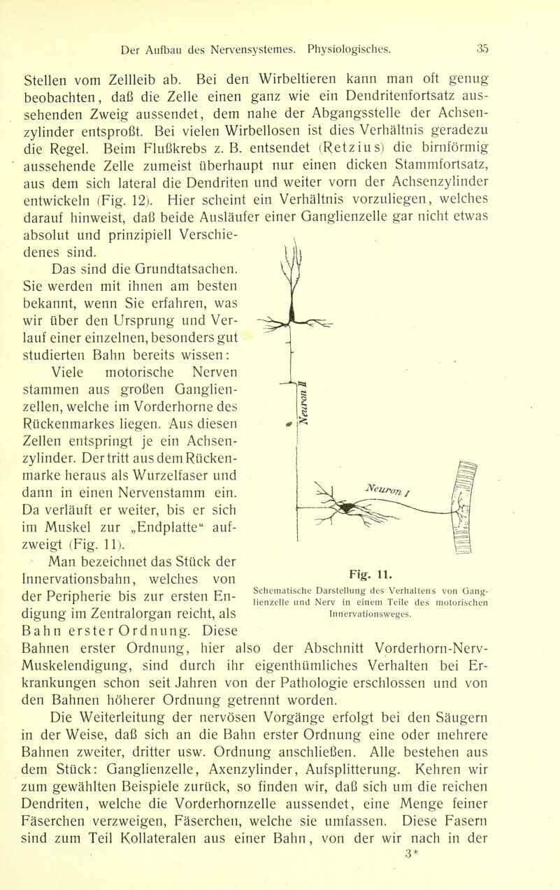 Stellen vom Zellleib ab. Bei den Wirbeltieren kann man oft genug beobachten, dafi die Zelle einen ganz wie ein Dendritenfortsatz aus- sehenden Zweig aussendet, dem nahe der Abgangsstelle der Achsen- zylinder entsproBt. Bei vielen Wirbellosen ist dies Verhaltnis geradezu die Regel. Beim Flufikrebs z. B. entsendet (Retzius) die birnformig aussehende Zelle zumeist iiberhaupt nur einen dicken Stammfortsatz, aus dem sich lateral die Dendriten und weiter vorn der Achsenzylinder entwickeln (Fig. 12). Hier scheint ein Verhaltnis vorzuliegen, welches darauf hinweist, dafi beide Auslaufer einer Ganglienzelle gar nicht etwas absolut und prinzipiell Verschie- denes sind. Das sind die Grundtatsachen. Sie werden mit ihnen am besten bekannt, wenn Sie erfahren, was wir iiber den Ursprung und Ver- lauf einer einzelnen,besonders gut studierten Bahn bereits wissen: Viele motorische Nerven stammen aus grofien Ganglien- zellen, welche im Vorderhorne des Ruckenmarkes liegen. Aus diesen Zellen entspringt je ein Achsen- zylinder. Dertritt ausdemRucken- marke heraus als Wurzelfaser und dann in einen Nervenstamm ein. Da verlauft er weiter, bis er sich im Muskel zur „Endplatte auf- zweigt (Fig. 11). Man bezeichnet das Stuck der Innervationsbahn, welches von der Peripherie bis zur ersten En- digung im Zentralorgan reicht, als Bahn erster Ordnung. Diese Bahnen erster Ordnung, hier also der Abschnitt Vorderhorn-Nerv- Muskelendigung, sind durch ihr eigenthumliches Verhalten bei Er- krankungen schon seit Jahren von der Pathologie erschlossen und von den Bahnen hoherer Ordnung getrennt worden. Die Weiterleitung der nervosen Vorgange erfolgt bei den Saugern in der Weise, dafi sich an die Bahn erster Ordnung eine oder rnehrere Bahnen zweiter, dritter usw. Ordnung anschliefien. Alle bestehen aus dem Stuck: Ganglienzelle, Axenzylinder, Aufsplitterung. Kehren wir zum gewahlten Beispiele zuruck, so finden wir, dafi sich um die reichen Dendriten, welche die Vorderhornzelle aussendet, eine Menge feiner Faserchen verzweigen, Faserchen, welche sie umfassen. Diese Fasern sind zum Teil Kollateralen aus einer Bahn, von der wir nach in der 3* Fig. 11. Schematische Darstellung des Verhaltens von Gang- lienzelle und Nerv in einem Teile des motorischen Innervationsweges.