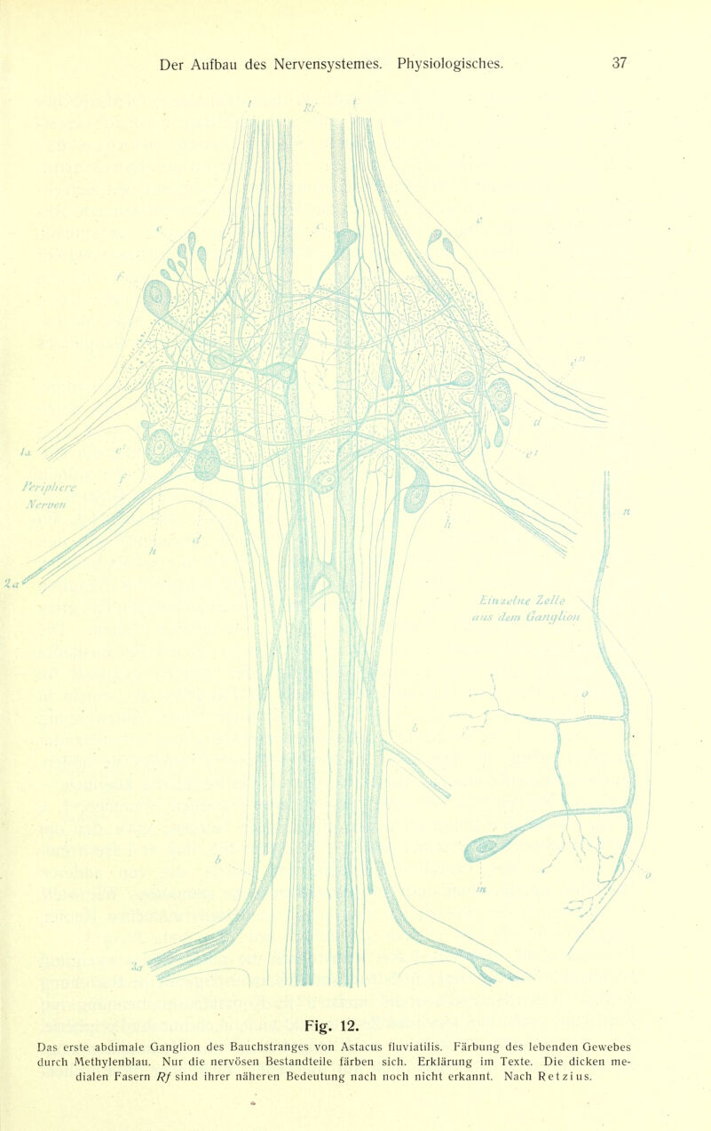 Fig. 12. Das erste abdimale Ganglion des Bauchstranges von Astacus fluviatilis. Farbung des lebenden Gewebes durch Methylenblau. Nur die nervosen Bestandteile farben sich. Erklarung im Texte. Die dicken me- dialen Fasern Rf sind ihrer naheren Bedeutung nach noch nicht erkannt. Nach Retzius.