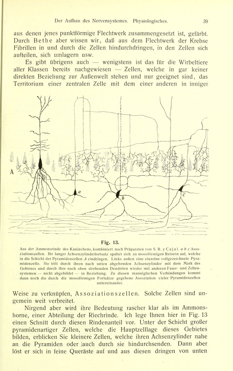 aus denen jenes punktformige Flechtwerk zusammengesetzt ist, gefarbt. Durch Bethe aber wissen wir, dafi aus dem Flechtwerk der Krebse Fibrillen in und durch die Zellen hindurchdringen, in den Zellen sich aufteilen, sich umlagern usw. Es gibt ubrigens auch — wenigstens ist das fur die Wirbeltiere aller Klassen bereits nachgewiesen — Zellen, welche in gar keiner direkten Beziehung zur Aufienwelt stehen und nur geeignet sind, das Territorium einer zentralen Zelle mit dem einer anderen in inniger Fig. 13. Aus der Ammonsrinde des Kaninchens, kombiniert nach Praparaten von S. R. y C a j a 1. a b c Asso- ziationszellen. Ihr langer Achsenzylinderfortsatz spaltet sich zu moosformigen Reisern auf, welche in die Schicht der Pyramidenzellen A eindringen. Links aufien eine einzelne vollgezeichnete Pyra- midenzelle. Sie tritt durch ihren nach unten abgehenden Achsenzylinder mit dem Mark des Gehirnes und durch ihre nach oben strebenden Dendriten wieder mit anderen Faser- und Zellen- systemen — nicht abgebildet — in Beziehung. Zu diesen mannigfachen Verbindungen kommt dann noch die durch die moosformigen Fortsatze gegebene Assoziation vieler Pyramidenzellen untereinander. Weise zu verknupfen, Assoziationszellen. Solche Zellen sind un- gemein weit verbreitet. Nirgend aber wird ihre Bedeutung rascher klar als im Ammons- horne, einer Abteilung der Riechrinde. Ich lege Ihnen hier in Fig. 13 einen Schnitt durch diesen Rindenanteil vor. Unter der Schicht groBer pyramidenartiger Zellen, welche die Hauptzelllage dieses Gebietes bilden, erblicken Sie kleinere Zellen, welche ihren Achsenzylinder nahe an die Pyramiden oder [auch durch sie hindurchsenden. Dann aber lost er sich in feine Queraste auf und aus diesen dringen von unten