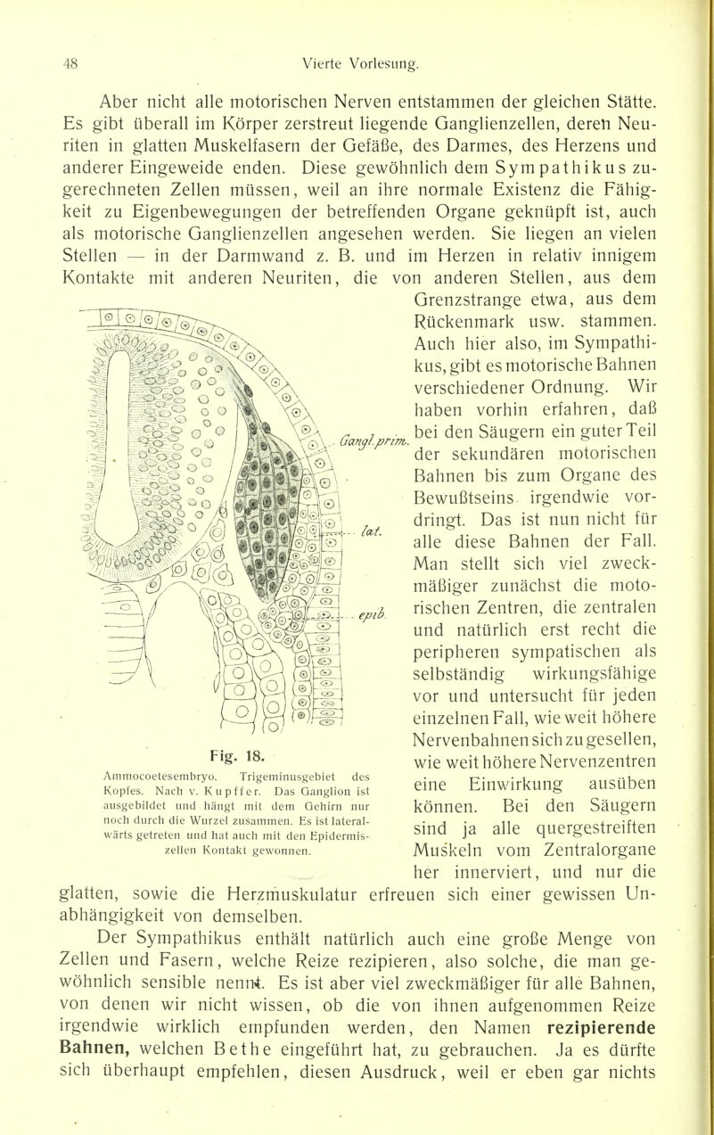 Aber nicht alle motorischen Nerven entstammen der gleichen Statte. Es gibt uberall im Korper zerstreut liegende Ganglienzellen, deren Neu- riten in giatten Muskelfasern der Gefafie, des Darmes, des Herzens und anderer Eingeweide enden. Diese gewohnlich dem Sympathikus zu- gerechneten Zellen miissen, weil an ihre normale Existenz die Fahig- keit zu Eigenbewegungen der betreffenden Organe geknupft ist, auch als motorische Ganglienzellen angesehen werden. Sie liegen an vielen Stellen — in der Darmwand z. B. und im Herzen in relativ innigem Kontakte mit anderen Neuriten, die von anderen Stellen, aus dem Grenzstrange etwa, aus dem Riickenmark usw. stammen. Auch hier also, im Sympathi- kus, gibt es motorische Bahnen verschiedener Ordnung. Wir haben vorhin erfahren, dafi BL X?A r ? bei den Saugern ein guterTeil 'MSN K(T)V- banal.prim,. fe & . W^§>^%\ der sekundaren motorischen Bahnen bis zum Organe des Bewufitseins irgendwie vor- dringt. Das ist nun nicht fur alle diese Bahnen der Fall. Man stellt sich viel zweck- mafiiger zunachst die moto- rischen Zentren, die zentralen und natiirlich erst recht die peripheren sympatischen als selbstandig wirkungsfahige vor und untersucht fur jeden einzelnenFall, wieweit hohere Nervenbahnen sich zu gesellen, wie weit hohere Nervenzentren eine Einwirkung ausliben konnen. Bei den Saugern sind ja alle quergestreiften Muskeln vom Zentralorgane her innerviert, und nur die giatten, sowie die Herzmuskulatur erfreuen sich einer gewissen Un- abhangigkeit von demselben. Der Sympathikus enthalt natiirlich auch eine grofie Menge von Zellen und Fasern, welche Reize rezipieren, also solche, die man ge- wohnlich sensible nenn4. Es ist aber viel zweckmafiiger fur alle Bahnen, von denen wir nicht wissen, ob die von ihnen aufgenommen Reize irgendwie wirklich empfunden werden, den Namen rezipierende Bahnen, welchen Bet he eingefiihrt hat, zu gebrauchen. Ja es durfte sich uberhaupt empfehlen, diesen Ausdruck, weil er eben gar nichts Fig. 18. Ammocoetesembryo. Trigeminusgebiet des Kopfes. Nach v. Kupffer. Das Ganglion ist ausgebildet und hangt mit dem Gehirn nur noch durch die Wurzel zusarnmen. Es ist lateral- warts getreten und hat auch mit den Epidermis- zellen Kontakt gewonnen.