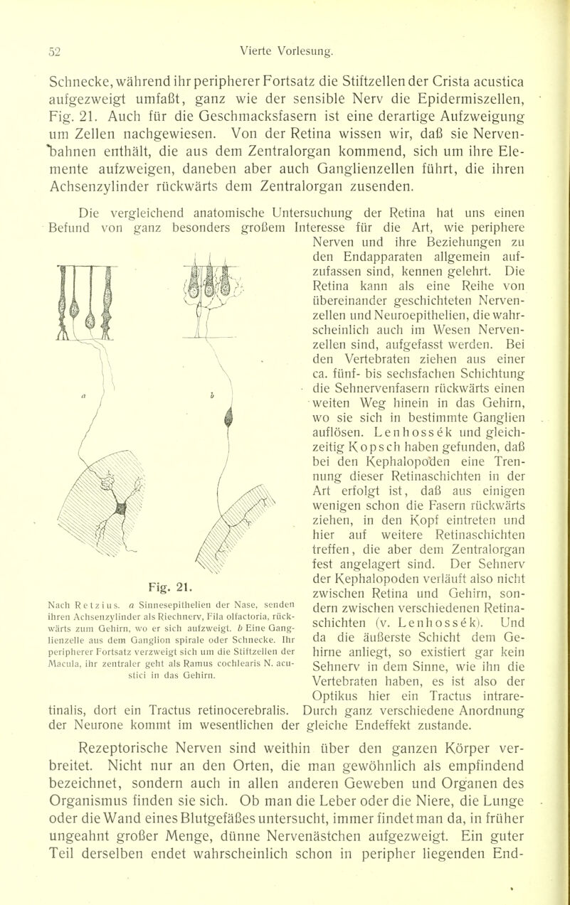 Schnecke, wahrendihrperipherer Fortsatz die Stiftzellender Crista acustica aufgezweigt umfafit, ganz wie der sensible Nerv die Epidermiszellen, Fig. 21. Auch fur die Geschmacksfasern ist eine derartige Aufzweigung urn Zellen nachgewiesen. Von der Retina wissen wir, dafi sie Nerven- Tbahnen enthalt, die aus dem Zentralorgan kommend, sich um ihre Ele- mente aufzweigen, daneben aber auch Ganglienzellen fiihrt, die ihren Achsenzylinder riickwarts dem Zentralorgan zusenden. Die vergleichend anatomische Untersuchung der Retina hat uns einen Behind von ganz besonders groBem Interesse fur die Art, wie periphere Nerven und ihre Beziehungen zu den Endapparaten allgemein auf- zufassen sind, kennen gelehrt. Die Retina kann als eine Reihe von iibereinander geschichteten Nerven- zellen und Neuroepithelien, diewahr- scheinlich auch im Wesen N erven - zellen sind, aufgefasst werden. Bei den Vertebraten ziehen aus einer ca. fiinf- bis sechsfachen Schichtung die Sehnervenfasern riickwarts einen weiten Weg hinein in das Gehirn, wo sie sich in bestimmte Ganglien auflosen. Lenhossek und gleich- zeitig Kopsch haben gefunden, daB bei den Kephalopoden eine Tren- nung dieser Retinaschichten in der Art erfolgt ist, daB aus einigen wenigen schon die Fasern riickwarts ziehen, in den Kopf eintreten und hier auf weitere Retinaschichten treffen, die aber dem Zentralorgan fest angelagert sind. Der Sehnerv der Kephalopoden verlauft also nicht zwischen Retina und Gehirn, son- dern zwischen verschiedenen Retina- schichten (v. Lenhossek). Und da die aufierste Schicht dem Ge- hirne anliegt, so existiert gar kein Sehnerv in dem Sinne, wie inn die Vertebraten haben, es ist also der Optikus hier ein Tractus intrare- tinalis, dort ein Tractus retinocerebralis. Durch ganz verschiedene Anordnung der Neurone kommt im wesentlichen der gleiche Endeffekt zustande. Rezeptorische Nerven sind weithin iiber den ganzen Korper ver- breitet. Nicht nur an den Orten, die man gewohnlich als empfindend bezeichnet, sondern auch in alien anderen Geweben und Organen des Organismus finden sie sich. Ob man die Leber oder die Niere, die Lunge oder die Wand eines Blutgefafies untersucht, immer findet man da, in fruher ungeahnt grofier Menge, diinne Nervenastchen aufgezweigt. Ein guter Teil derselben endet wahrscheinlich schon in peripher liegenden End- Fig. 21. Nach Retzius. a Sinnesepithelien der Nase, senden ihren Achsenzylinder als Riechnerv, Fila olfactoria, riick- warts zum Gehirn, wo er sich aufzweigt. b Eine Gang- lienzelle aus dem Ganglion spirale oder Schnecke. Ihr peripherer Fortsatz verzweigt sich um die Stiftzellen der Macula, ihr zentraler geht als Ramus cochlearis N. acu- stici in das Gehirn.