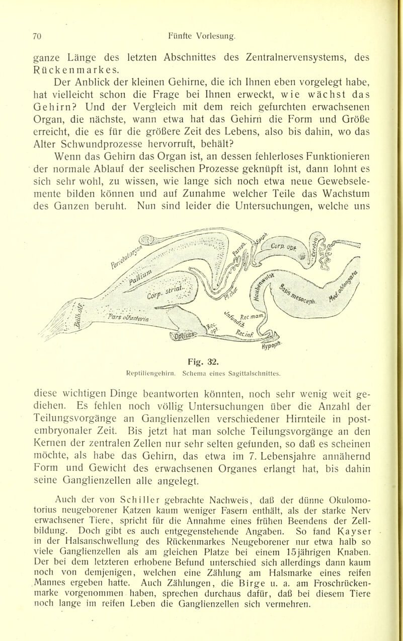 ganze Lange des letzten Abschnittes des Zentralnervensystems, des Riickenmarkes. Der Anblick der kleinen Gehirne, die ich Ihnen eben vorgelegt habe, hat vielleicht schon die Frage bei Ihnen erweckt, wie wachst das Gehirn? Und der Vergleich mit dem reich gefurchten erwachsenen Organ, die nachste, wann etwa hat das Gehirn die Form und Grofie erreicht, die es fiir die grofiere Zeit des Lebens, also bis dahin, wo das Alter Schwundprozesse hervorruft, behalt? Wenn das Gehirn das Organ ist, an dessen fehlerloses Funktionieren der normale Ablauf der seelischen Prozesse geknupft ist, dann lohnt es sich sehr wohl, zu wissen, wie lange sich noch etwa neue Gewebsele- mente bilden konnen und auf Zunahme welcher Teile das Wachstum des Ganzen beruht. Nun sind leider die Untersuchungen, welche uns Fig. 32. Reptiliengehirn. Schema eines Sagittalschnittes. diese wichtigen Dinge beantworten konnten, noch sehr wenig weit ge- diehen. Es fehlen noch vollig Untersuchungen uber die Anzahl der Teilungsvorgange an Ganglienzellen verschiedener Hirnteile in post- embryonal Zeit. Bis jetzt hat man solche Teilungsvorgange an den Kernen der zentralen Zellen nur sehr selten gefunden, so dafi es scheinen mochte, als habe das Gehirn, das etwa im 7. Lebensjahre annahernd Form und Gewicht des erwachsenen Organes erlangt hat, bis dahin seine Ganglienzellen alle angelegt. Auch der von Schiller gebrachte Nachweis, daB der dunne Okulomo- torius neugeborener Katzen kaum weniger Fasern enthalt, als der starke Nerv erwachsener Tiere, spricht fur die Annahme eines fruhen Beendens der Zell- bildung. Doch gibt es auch entgegenstehende Angaben. So fand Kayser in der Halsanschwellung des Riickenmarkes Neugeborener nur etwa halb so viele Ganglienzellen als am gleichen Platze bei einem 15jahrigen Knaben. Der bei dem letzteren erhobene Befund unterschied sich allerdings dann kaum noch von demjenigen, welchen eine Zahlung am Halsmarke eines reifen Mannes ergeben hatte. Auch Zahlungen, die Birge u. a. am Froschrucken- marke vorgenommen haben, sprechen durchaus dafur, dafi bei diesem Tiere noch lange im reifen Leben die Ganglienzellen sich vermehren.