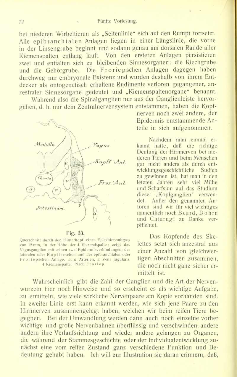 bei niederen Wirbeltieren als „Seitenlinie sich auf den Rumpf fortsetzt. Alle epibranchialen Anlagen liegen in einer Langslinie, die vorne in der Linsengrube beginnt und sodann genau am dorsalen Rande aller Kiemenspalten entlang lauft. Von den ersteren Anlagen persistieren zwei und entfalten sich zu bleibenden Sinnesorganen: die Riechgrube und die Gehorgrube. Die Froriepschen Anlagen dagegen haben durchweg nur embryonale Existenz und wurden deshalb von ihrem Ent- decker als ontogenetisch erhaltene Rudimente verloren gegangener, an- zestraler Sinnesorgane gedeutet und „Kiemenspaltenorgane benannt. Wahrend also die Spinalganglien nur aus der Ganglienleiste hervor- gehen, d. h. nur dem Zentralnervensystem entstammen, haben die Kopf- nerven noch zwei andere, der Epidermis entstammende An- teile in sich aufgenommen. agrus Nachdem man einmal er- kannt hatte, daft die richtige Deutung der Hirnnerven bei nie- deren Tieren und beim Menschen gar nicht anders als durch ent- wieklungsgeschichtliche Sudien zu gewinnen ist, hat man in den letzten Jahren sehr viel Miihe und Scharfsinn auf das Studium dieser „Kopfganglien verwen- det. Aufier den genannten Au- toren sind wir fur viel wichtiges namentlich noch Beard, Dohrn und Chiarugi zu Danke ver- pflichtet. Fig. 33. Querschnitt durch den Hinterkopf eines Selachierembryos von 12 mm, in der Hone der 4. Viszeralspalte ; zeigt das Vagusganglion mit seinen zwei Epidermisverbindungen, der Iateraien oder K u p f f e r schen und der epibranchialen oder Froriepschen Anlage. a, a Arterien, v Vena jugularis, 4 Kiemenspalte. NachFroriep. Das Kopfende des Ske- lettes setzt sich anzestral aus einer Anzahl von gleichwer- tigen Abschnitten zusammen, die noch nicht ganz sicher er- mittelt ist. Wahrscheinlich gibt die Zahl der Ganglien und die Art der Nerven- wurzeln hier noch Hinweise und so erscheint es als wichtige Aufgabe, zu ermitteln, wie viele wirkliche Nervenpaare am Kopfe vorhanden sind. In zweiter Linie erst kann erkannt werden, wie sich jene Paare zu den Hirnnerven zusammengelegt haben, welchen wir beim reifen Tiere be- gegnen. Bei der Umwandlung werden dann auch noch einzelne vorher wichtige und grofie Nervenbahnen iiberflussig und verschwinden, andere andern ihre Verlaufsrichtung und wieder andere gelangen zu Organen, die wahrend der Stammesgeschichte oder der Individualentwicklung zu- nachst eine vom reifen Zustand ganz verschiedene Funktion und Be- deutung gehabt haben. Ich will zur Illustration sie daran erinnern, daB,